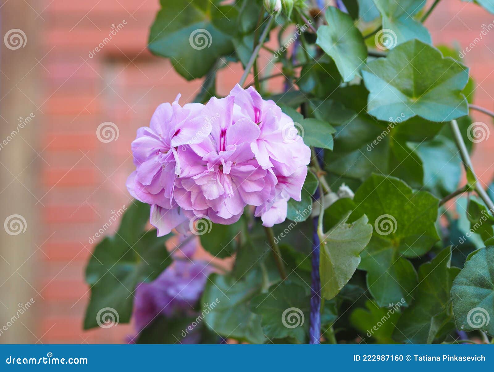 Flor De Gerânio Rosa Com Variedade De Gerânio Com Folhas De Mariquinaria.  Geranium Sakura Ivy. O Nome Científico Desta Flor é Foto de Stock - Imagem  de cera, fundo: 222987160