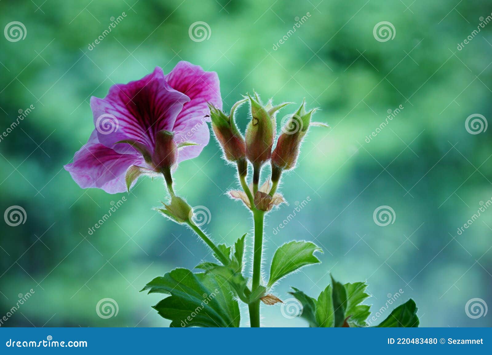 Flor De Gerânio Rosa Sobre Fundo Turvo Foto de Stock - Imagem de flor,  naughty: 220483480