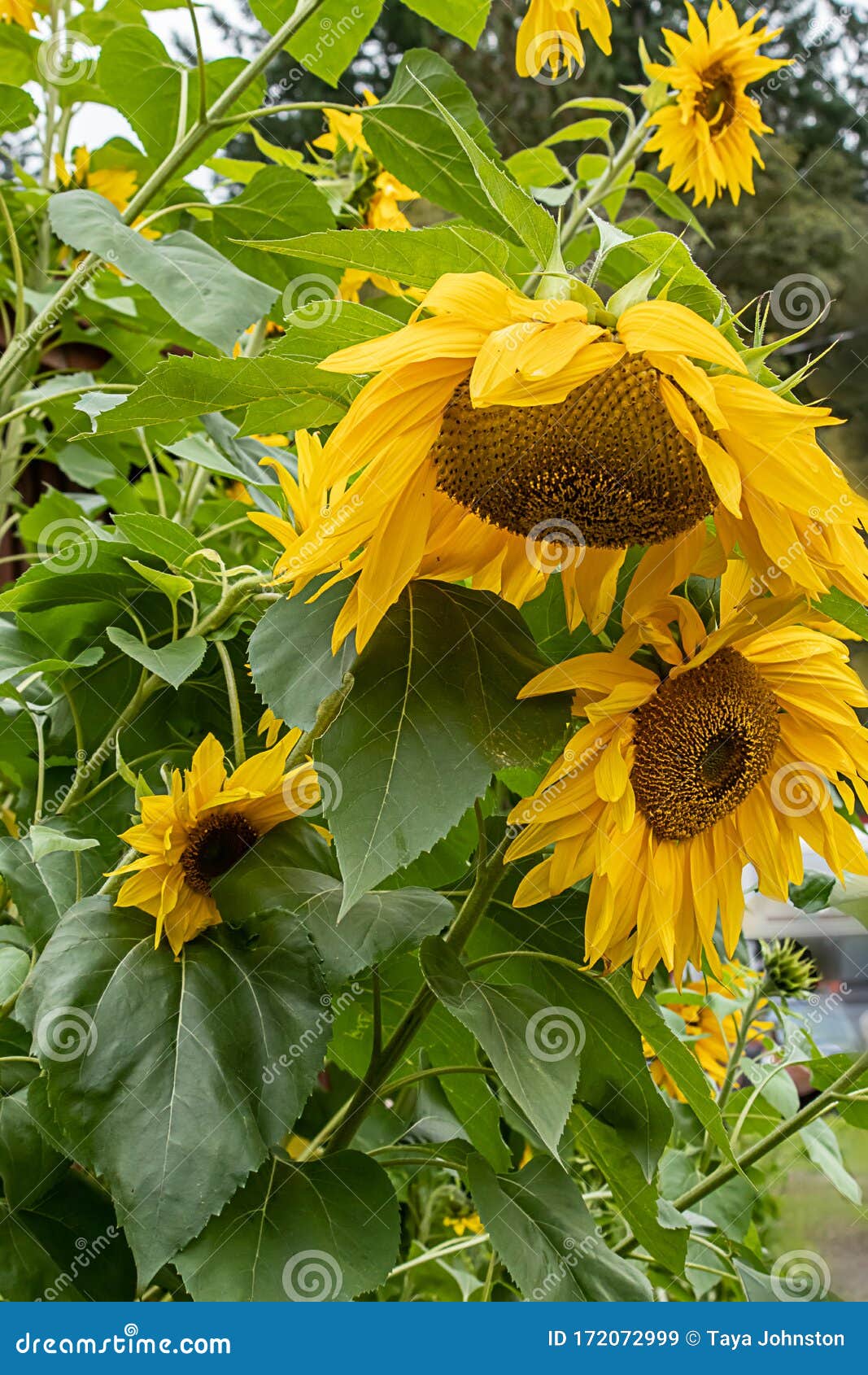 Flor De Girassol Grande Crescendo Em Pedúnculos Altos Imagem de Stock -  Imagem de cerca, exterior: 172072999