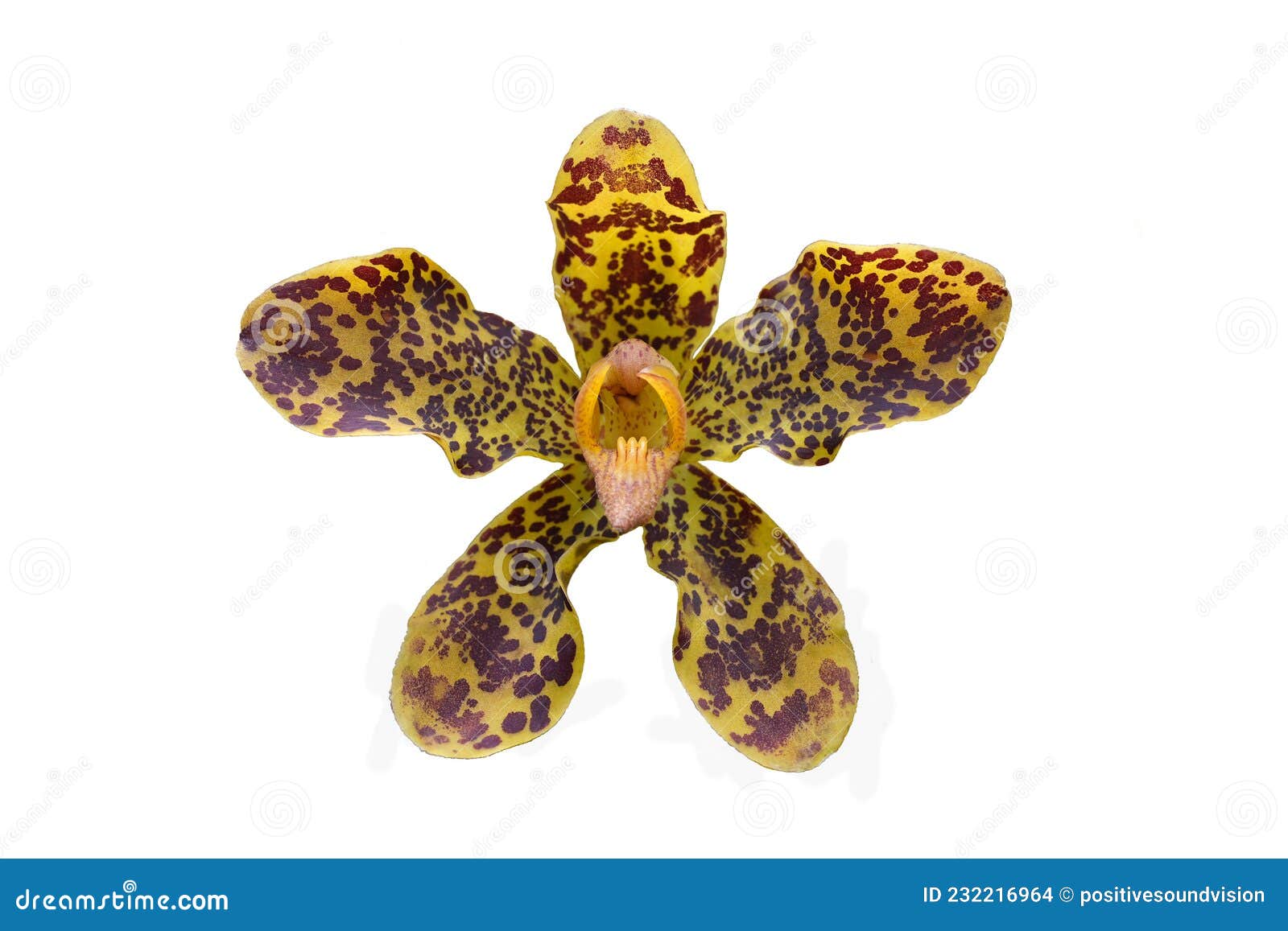 Flor De Grammatophyllum Speciosum De Orquídea Tigre Con Patrones  Distintivos Marrón Y Amarillo Aislados En Blanco Foto de archivo - Imagen  de suroriental, amarillo: 232216964