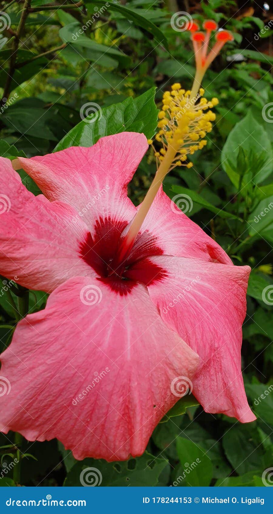 Flor De Gumamela Rosa Vermelha Imagem de Stock Imagem de pétalas