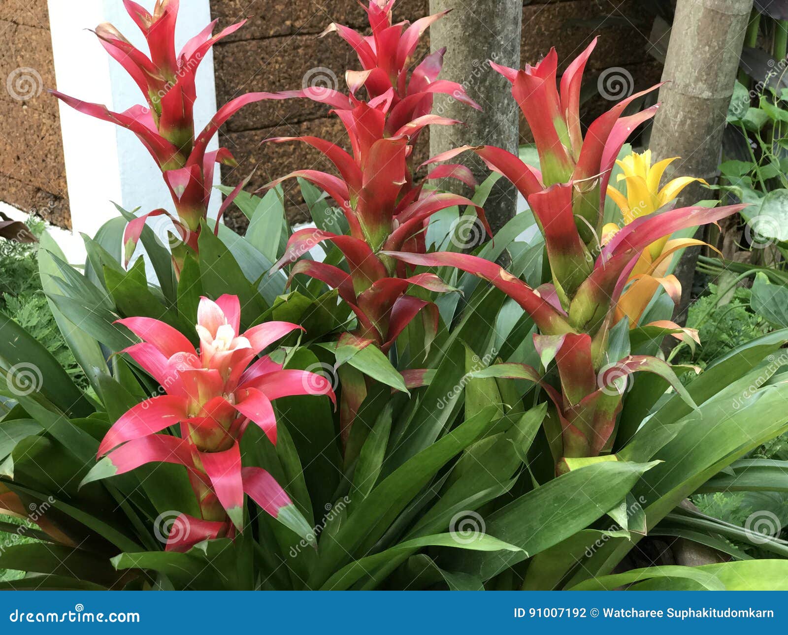 Flor de Guzmania Lingulata foto de stock. Imagem de marrom - 91007192