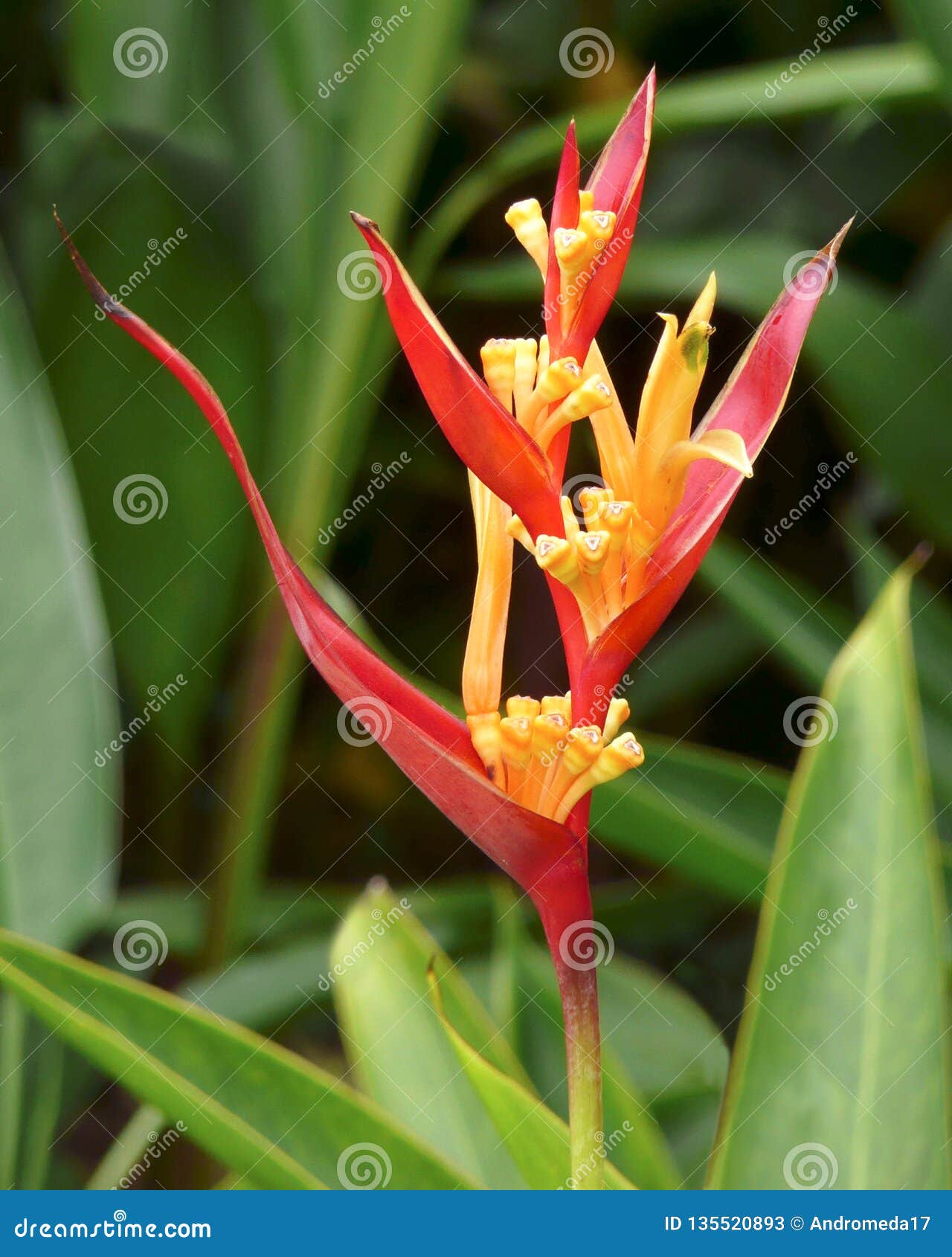 Flor De Heliconia Na Flor Esta Planta Herbácea Tropical é Parte Da Família  Dos Zingiberales De Que Igualmente Inclui Pássaro--par Imagem de Stock -  Imagem de pétala, planta: 135520893