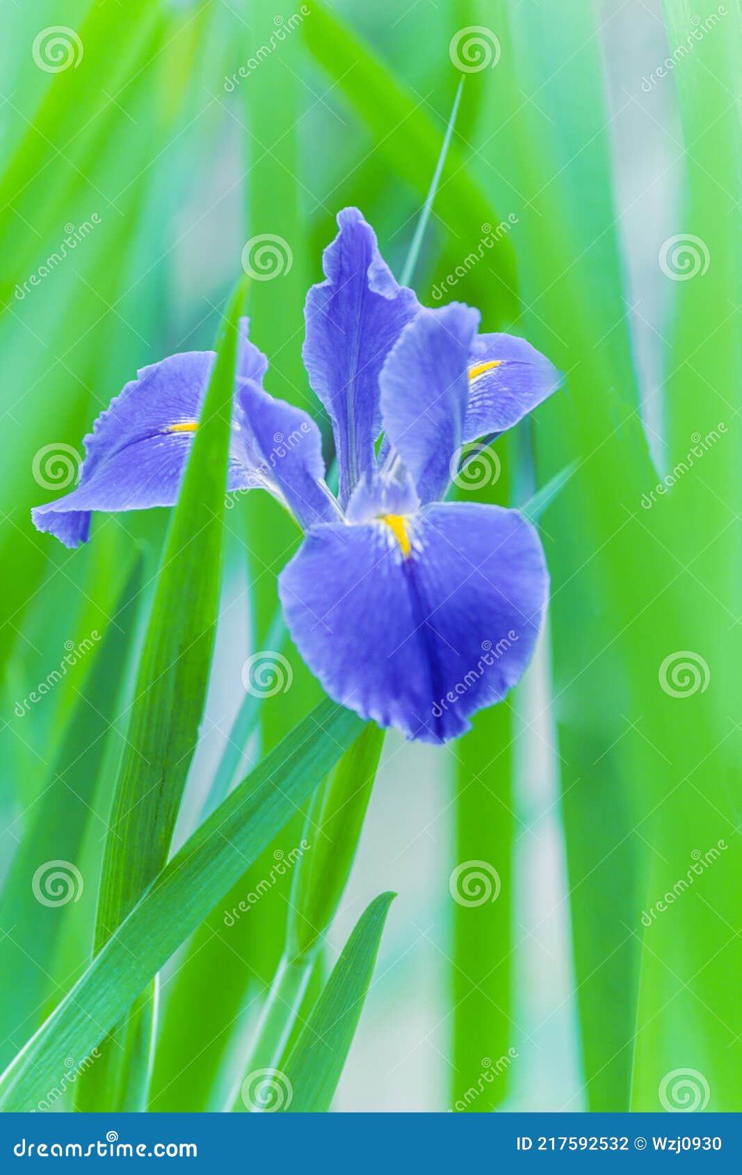 Flor de iris azul en verde foto de archivo. Imagen de amarillo - 217592532