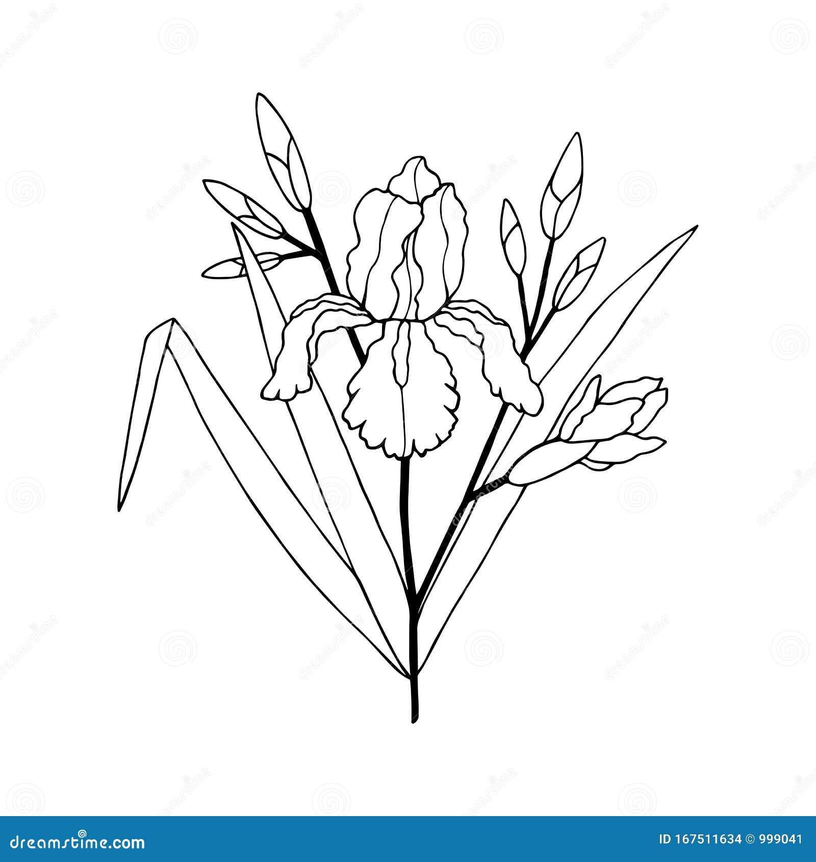 Flor De Iris Con Brotes Y Hojas Ilustración Vectorial Eps10 Dibujo Manual  Ilustración del Vector - Ilustración de blanco, arte: 167511634