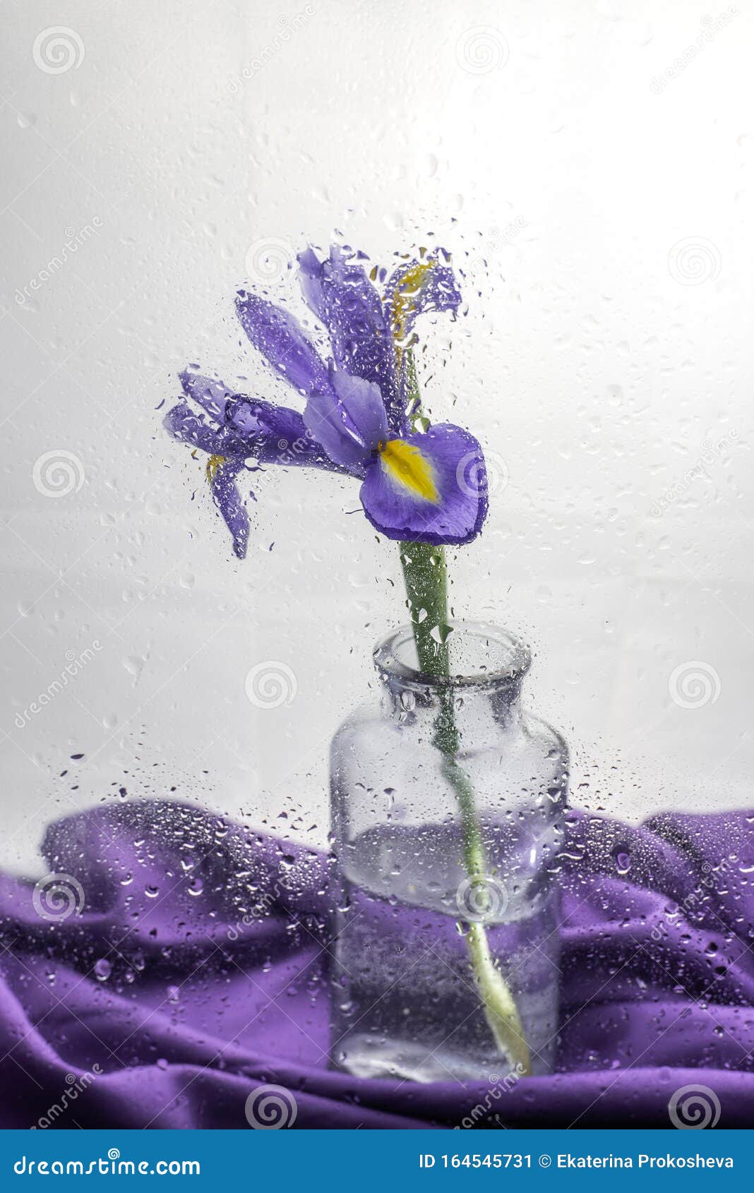 Flor De Iris Morado En Un Jarrón Imagen de archivo - Imagen de primer,  gota: 164545731