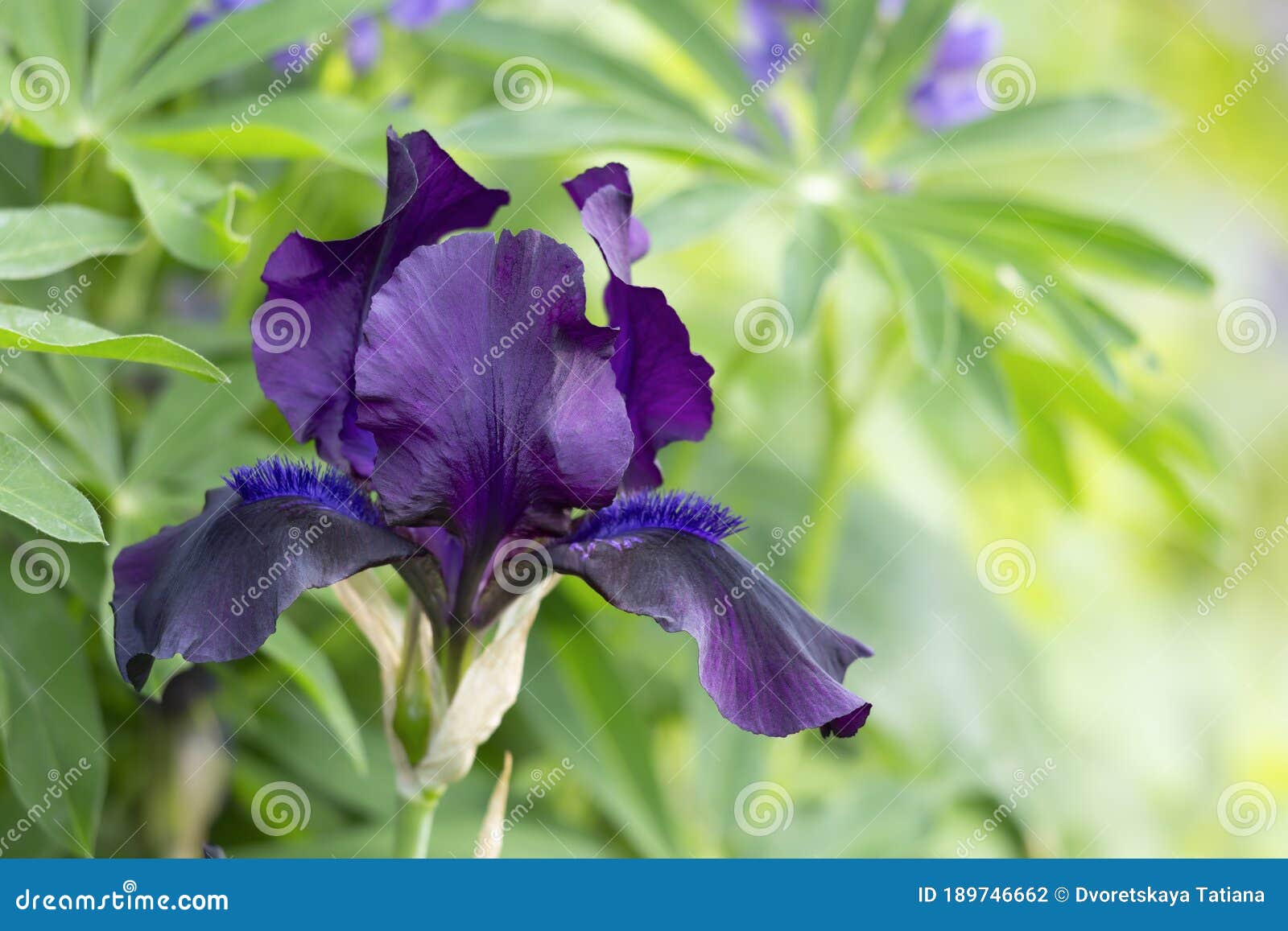 Flor De Iris Negro Sobre Un Fondo De Vegetación Borrosa Foto de archivo - Imagen de barbudo, amanecer: 189746662 Flor De Iris Negro Sobre Un Fondo De Vegetación Borrosa Foto de archivo - Imagen de barbudo, amanecer: 189746662