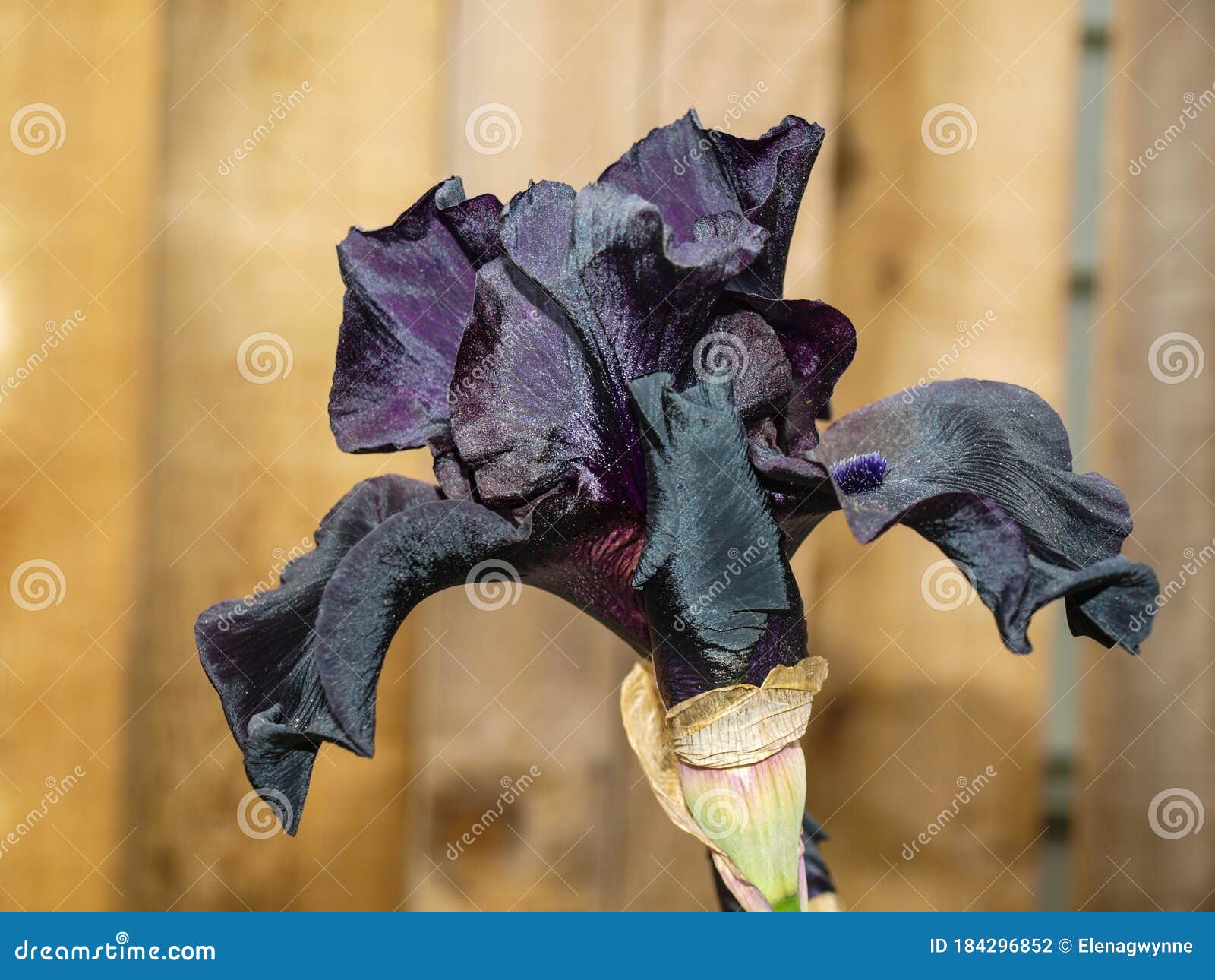 Flor de iris negro. foto de archivo. Imagen de espectacular - 184296852