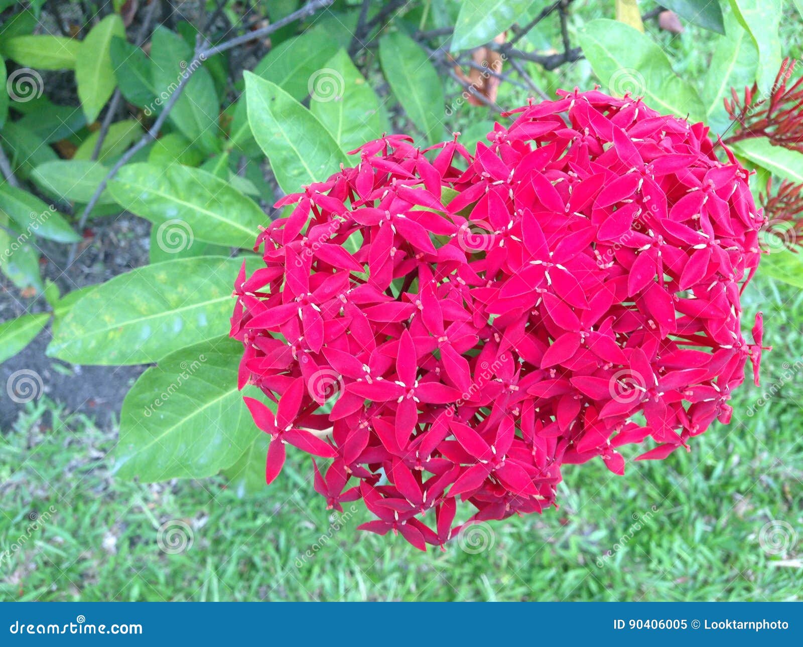 Flor de Ixora imagen de archivo. Imagen de elegante, brillante - 90406005