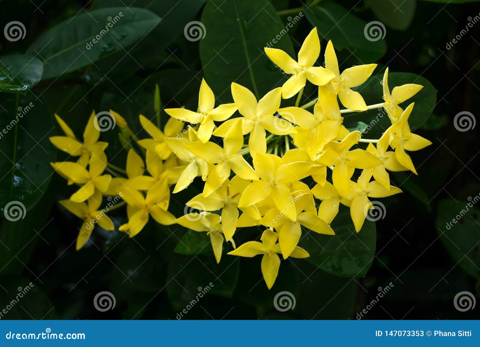 Flor De Ixora Flor Amarela Do Ponto Rei Ixora Ixora De Floresc?ncia  Chinensis Flor Do Rubiaceae Flor Do Coccinea De Ixora No Jard Imagem de  Stock - Imagem de pétala, planta: 147073353