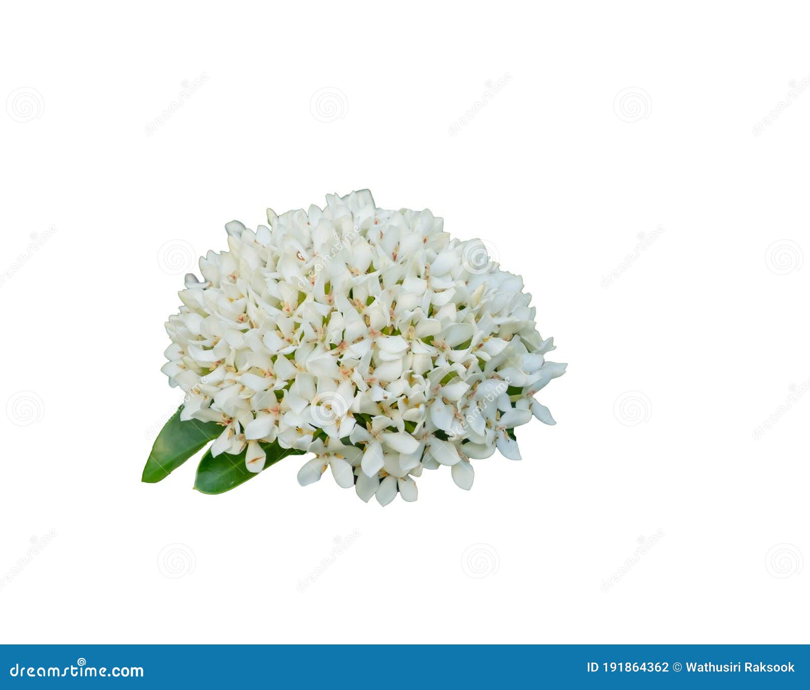 Flor De Ixora Branca Isolada Em Fundo Branco. Foto de Stock - Imagem de  nave, beleza: 191864362