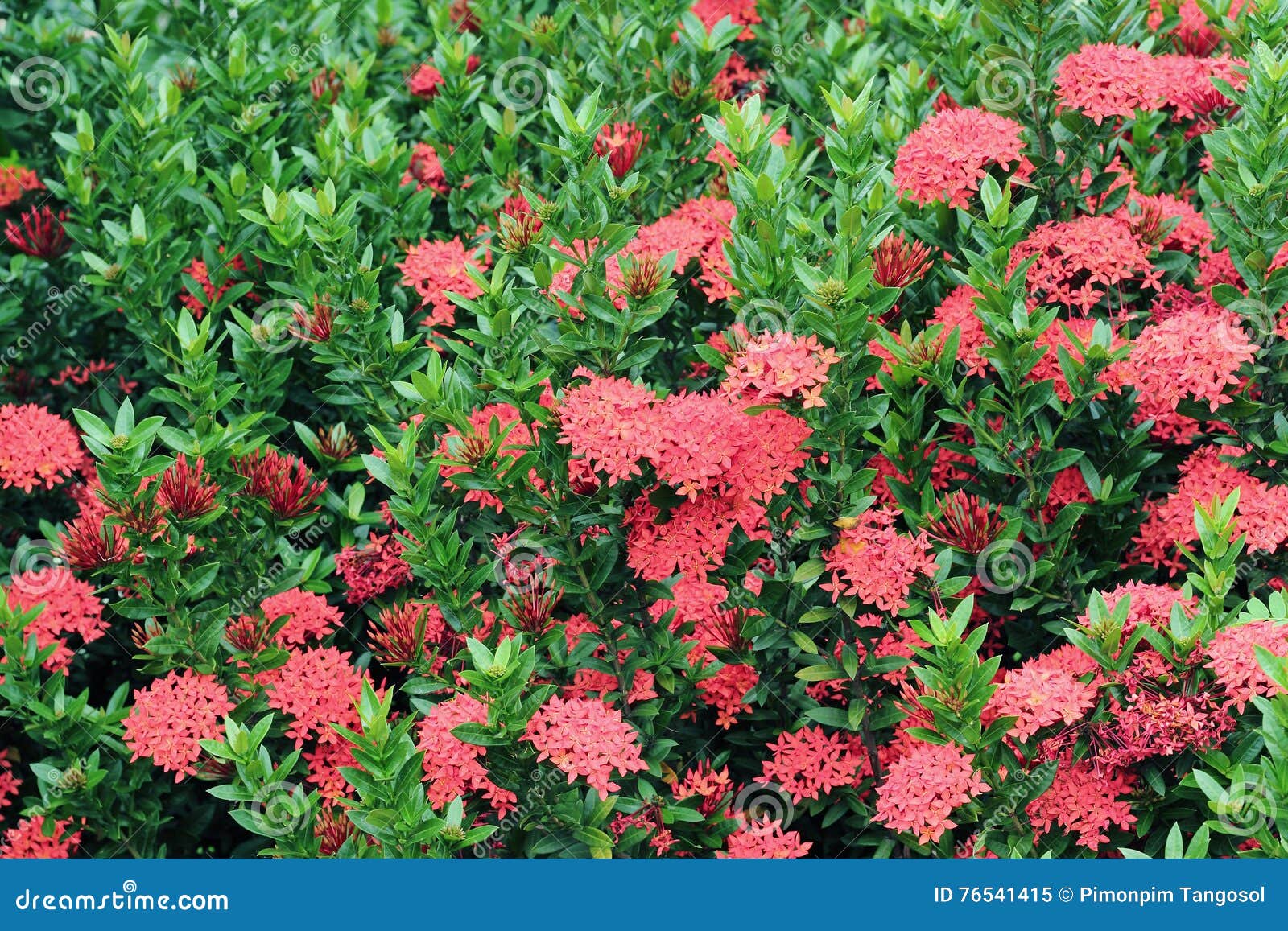 Flor de Ixora do chinês imagem de stock. Imagem de mola - 76541415