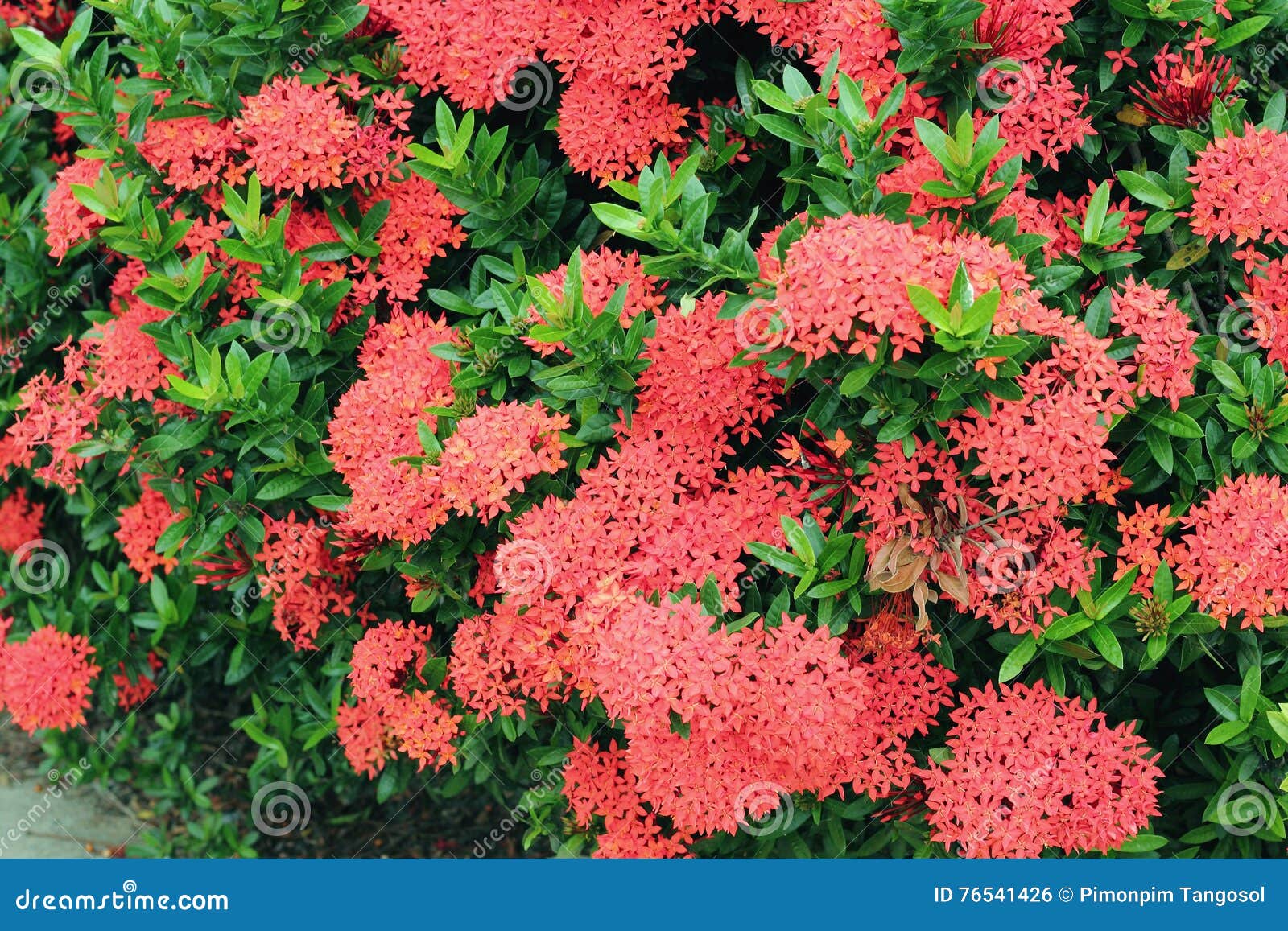 Flor de Ixora do chinês foto de stock. Imagem de naughty - 76541426