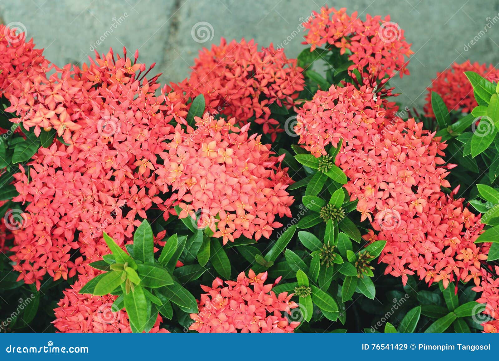 Flor de Ixora do chinês imagem de stock. Imagem de parque - 76541429