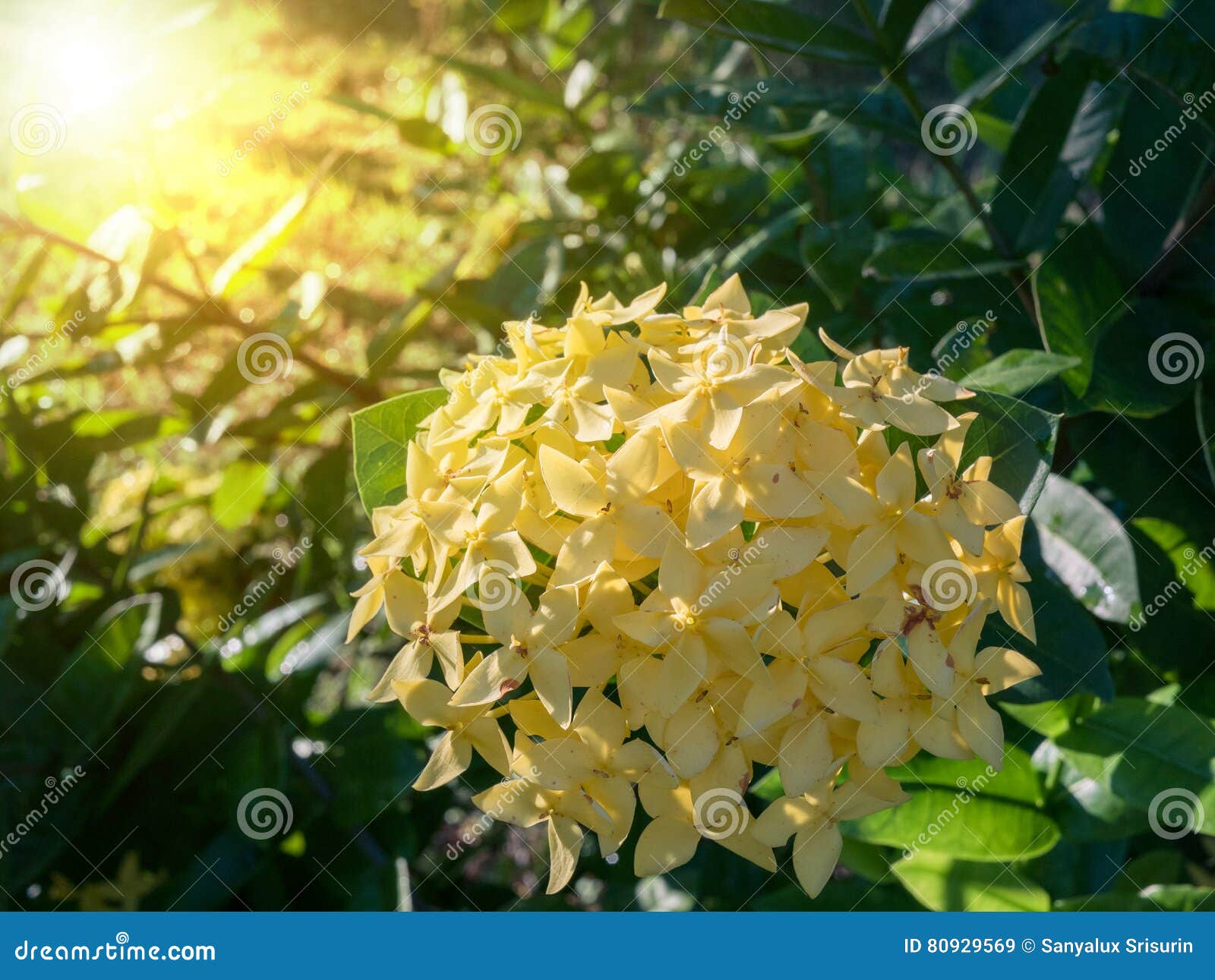 Flor De Ixora Flor Amarilla Del Punto Floración De Rey Ixora Imagen de  archivo - Imagen de ramo, modelo: 80929569