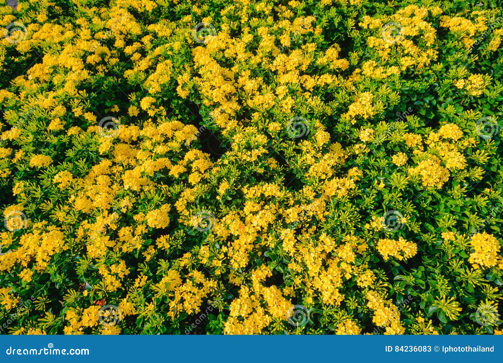 Flor De Ixora O Flor Amarilla Del Punto Que Florece En Jardín Imagen de  archivo - Imagen de parque, verde: 84236083