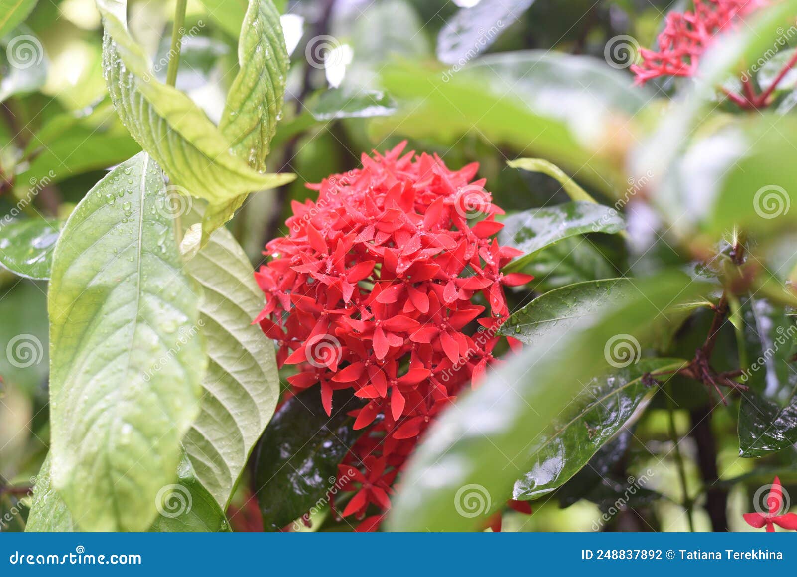 Flor De Ixora Roja El Jazmín Indio Occidental Creciendo En Nha Trang  Vietnam Foto de archivo - Imagen de llama, primer: 248837892