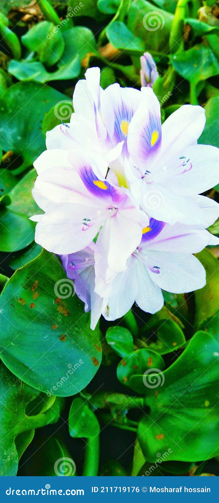 Flor de jacinto de agua foto de archivo. Imagen de color - 211719176