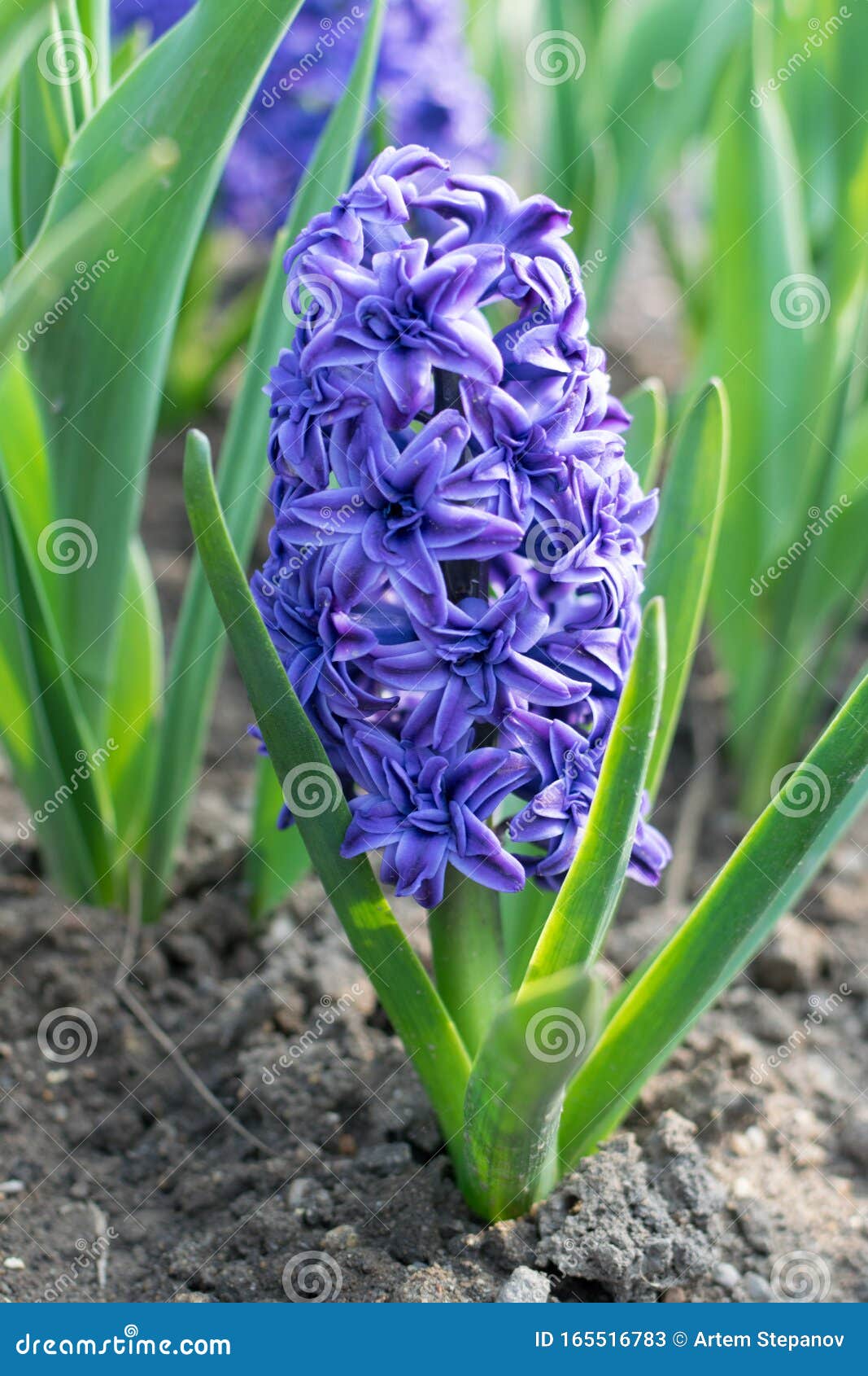 Flor De Jacinto Azul, Hiacinthus O Jacintos Imagen de archivo - Imagen de  colorido, hermoso: 165516783