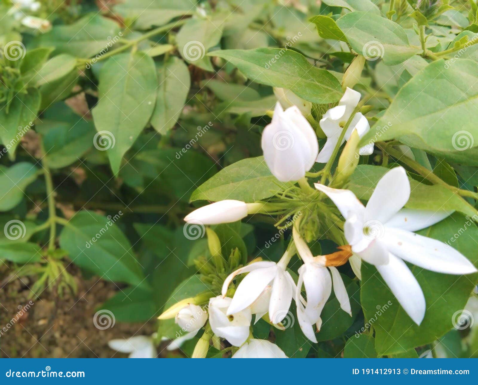 Flor De Jasmim Branca Em Jardim De Plantas Verdes Imagem de Stock - Imagem  de planta, nave: 191412913