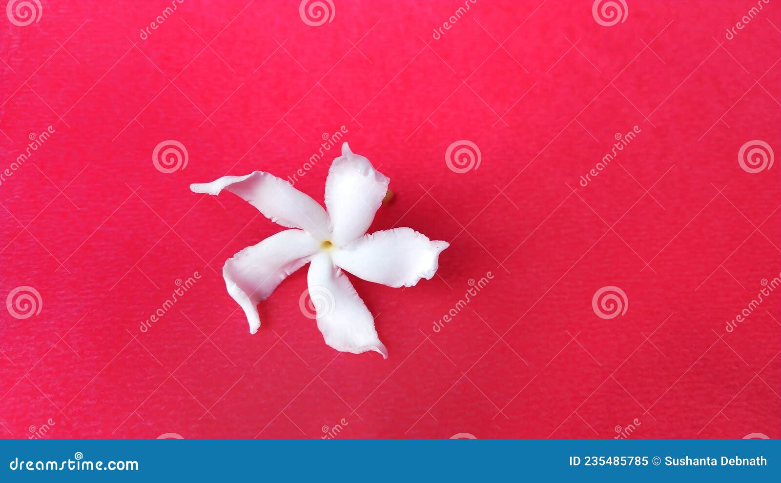 Flor De Jasmim Em Fundo Rosa Imagem de Stock - Imagem de flor, plantas:  235485785