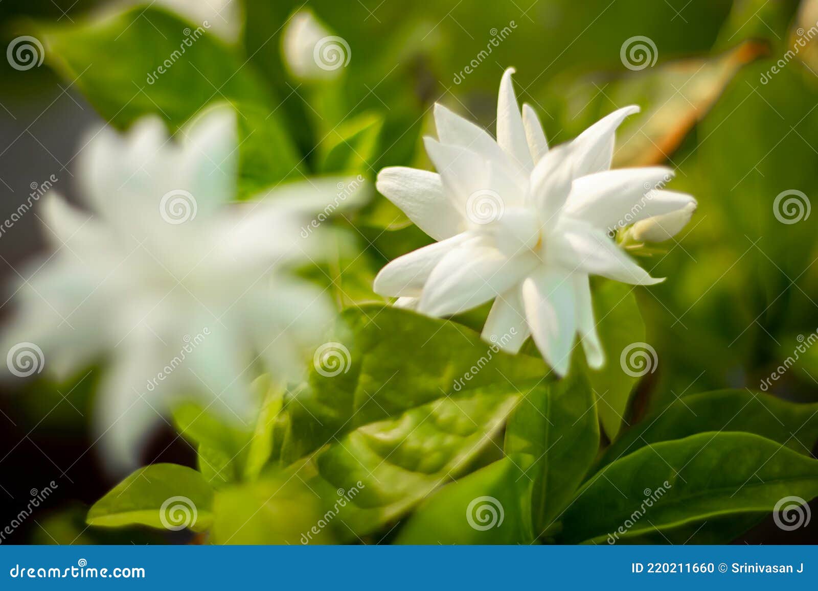 Flor De Jasmim Em Planta Imagem De Estoque De Alta Qualidade Foto de Stock  - Imagem de erva, jardim: 220211660