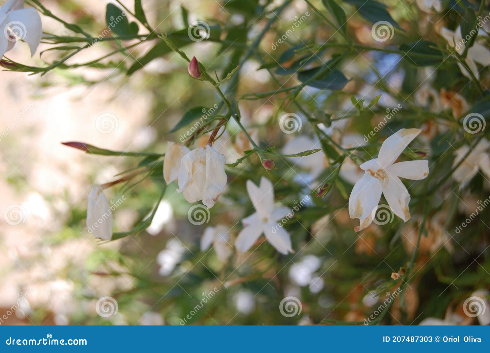 Flor De Jasmim Fotografada Em Granada Andalusia Espanha Imagem de Stock -  Imagem de flor, panorâmica: 207487303