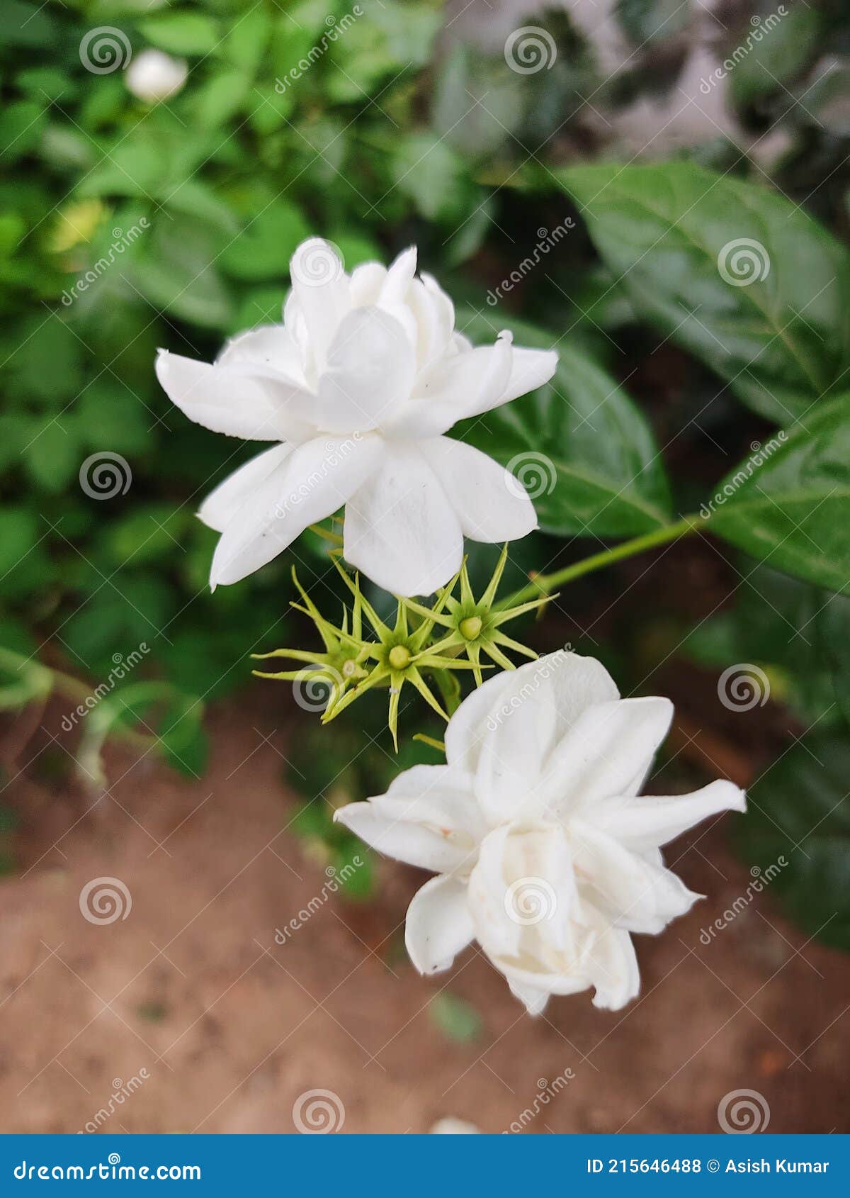 Flor de jasmim indiana foto de stock. Imagem de folha - 215646488