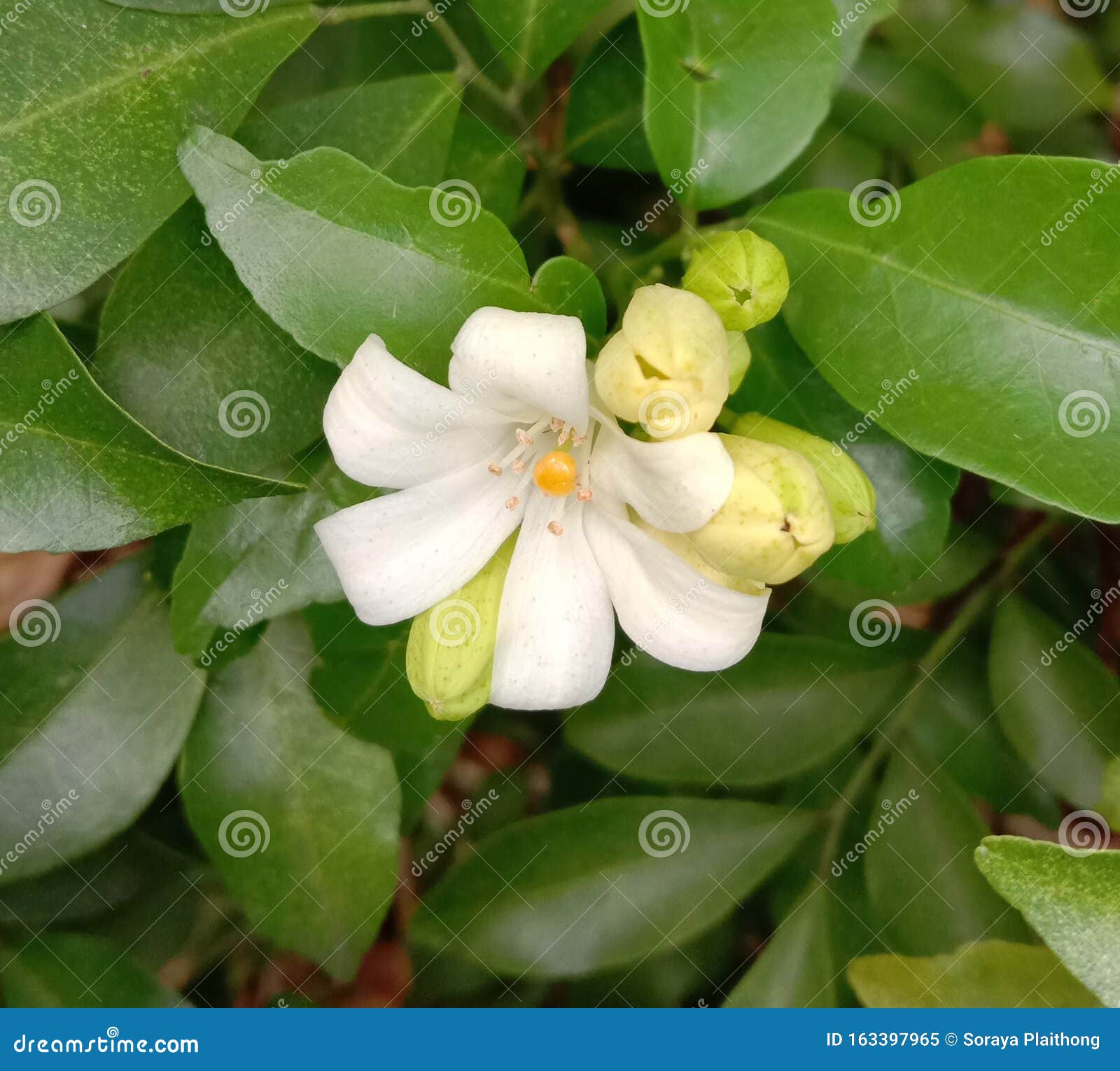 Flor De Jasmim De Laranja é Uma Planta Perene De Pequeno a Médio Porte As  Folhas São Um Buquê De Folhas Dispostas Alternadamente, Imagem de Stock -  Imagem de buquê, nantes: 163397965