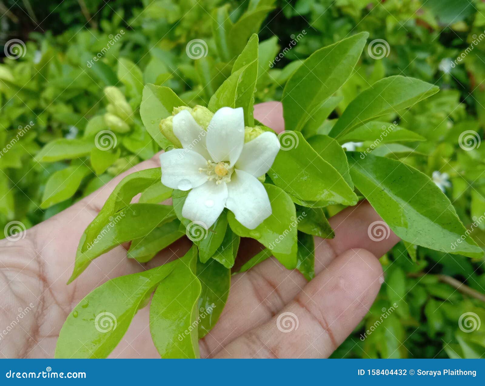 Flor De Jasmim De Laranja é Uma Planta Perene De Pequeno a Médio Porte Foto  de Stock - Imagem de filiais, bordas: 158404432