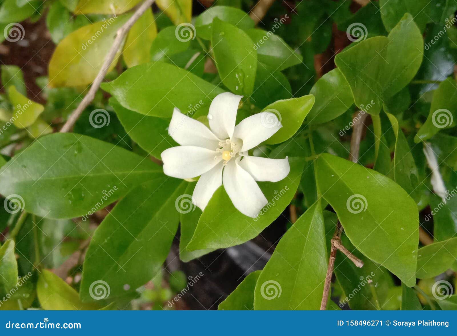 Flor De Jasmim De Laranja é Uma Planta Perene De Pequeno a Médio Porte  Imagem de Stock - Imagem de olhar, planta: 158496271