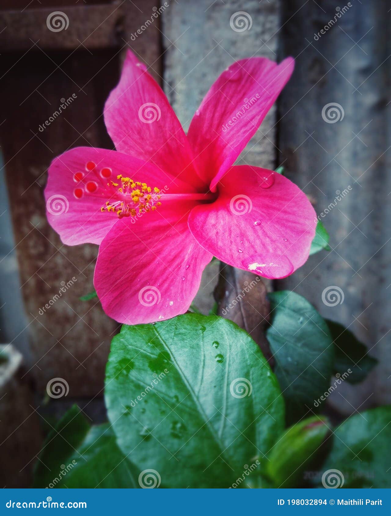 Flor De Jasmim Rosa Fresca Com Folhas Verdes E Gotas De Chuva Foto de Stock  - Imagem de gotas, flor: 198032894