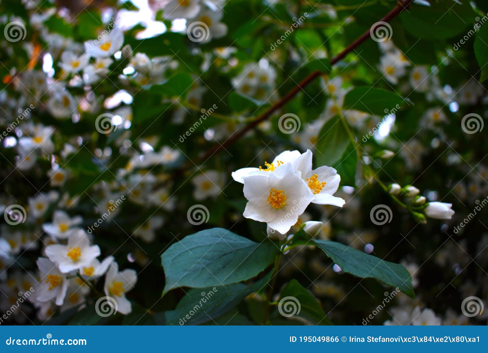 Flor De Jasmim Simboliza Amor Beleza Ou Sensualidade Foto de Stock - Imagem  de frequentemente, floral: 195049866