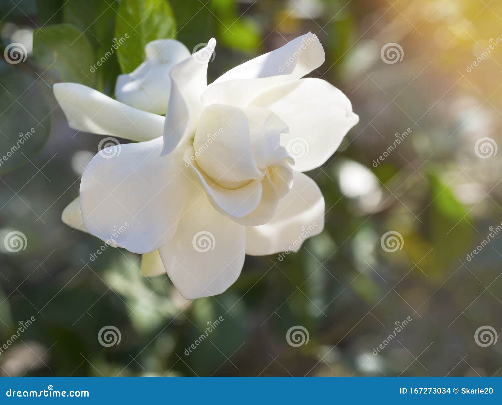 Flor De Jasminoides De Gardenia Conocida Como Flor De Cabo Jazmín Soplada  Por El Viento a La Luz Del Sol De La Mañana Color Paste Foto de archivo -  Imagen de primer,