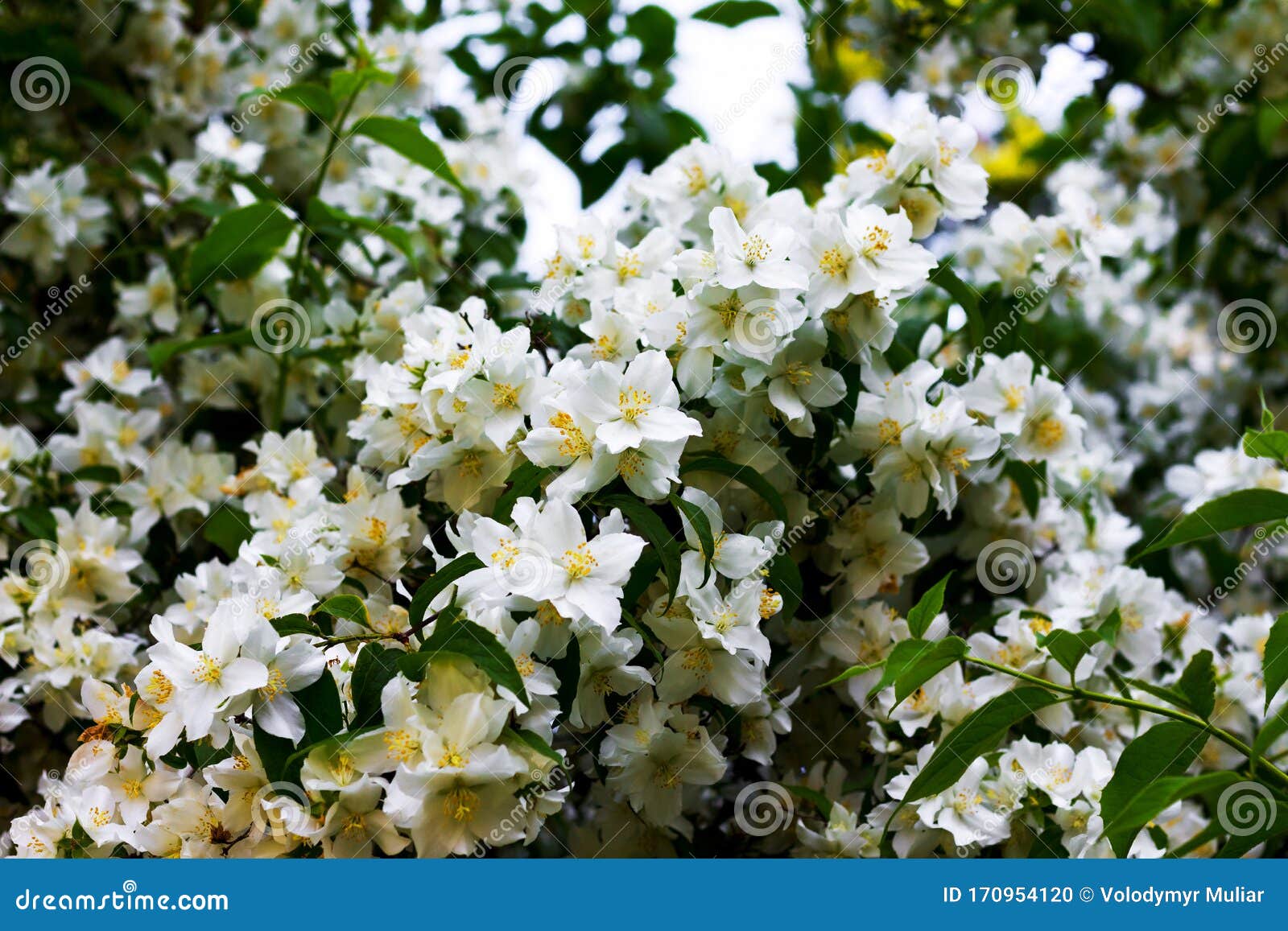 Flor De Jazmín Abundante Flores De Jazmín Blanco En El Arbusto_ Foto de  archivo - Imagen de planta, belleza: 170954120