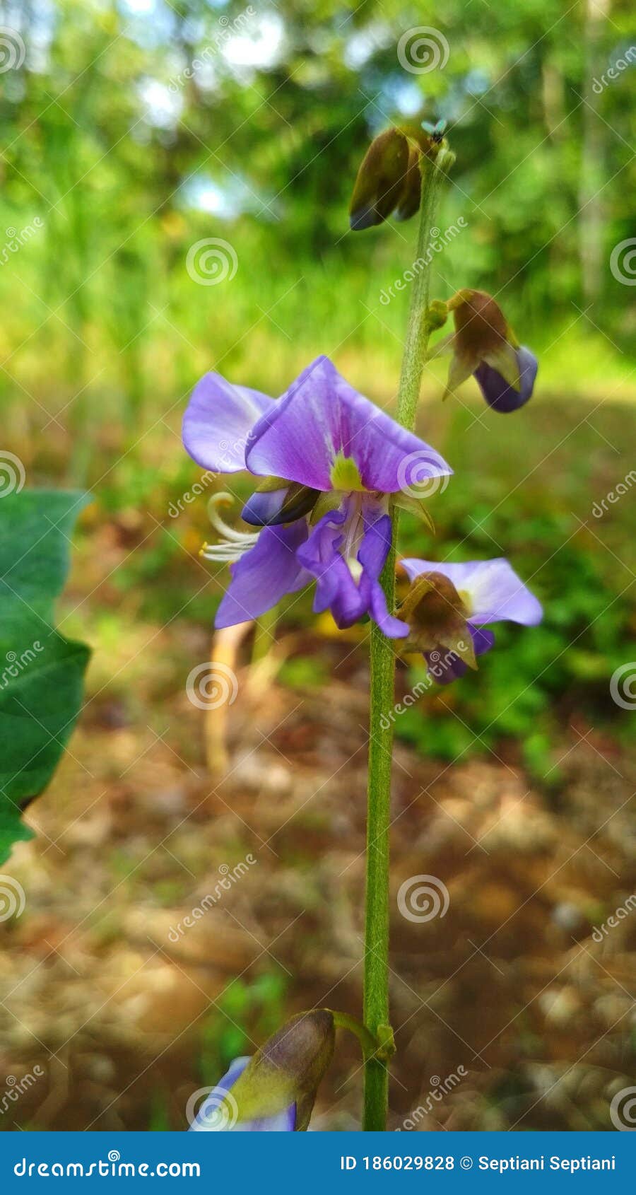 Flor de jicama morado foto de archivo. Imagen de cubo 186029828