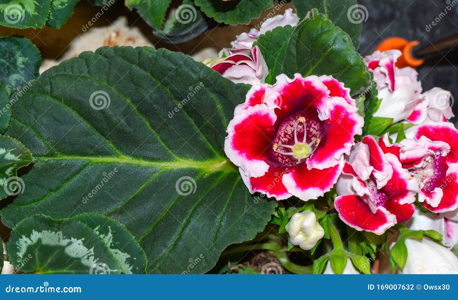 Flor De Kaiser Friedrich Gloxinia Cerca De Un Fondo De Hojas Verdes La Flor  Gloxinia En Una Olla Florece a Foto de archivo - Imagen de interior, casa:  169007632