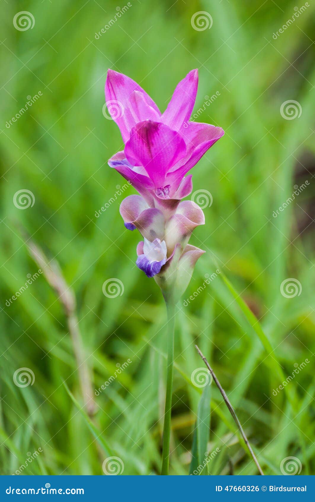 Flor de Krachiao em Chaiyaphum em Tailândia