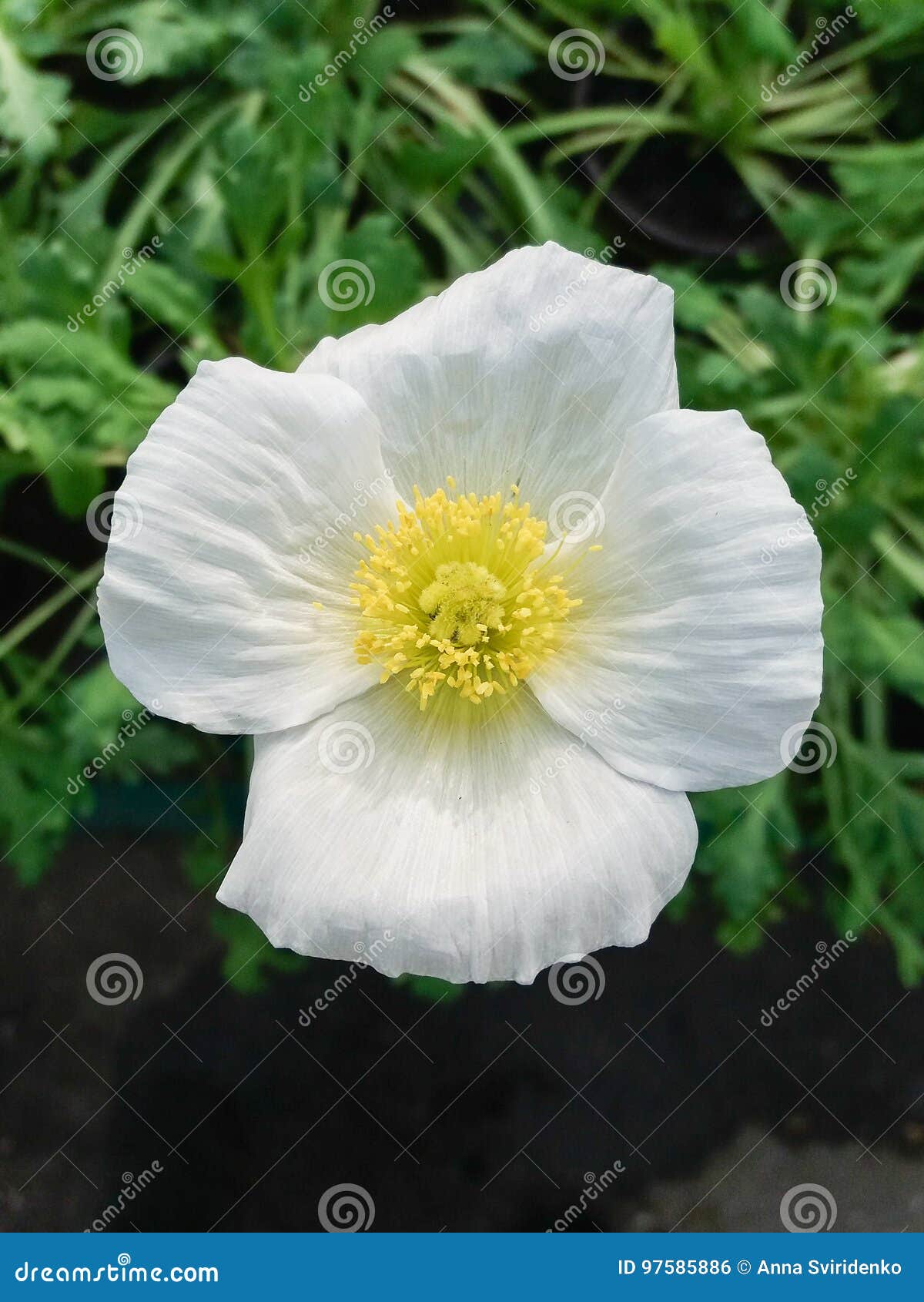 Flor de la amapola blanca foto de archivo. Imagen de flora - 97585886