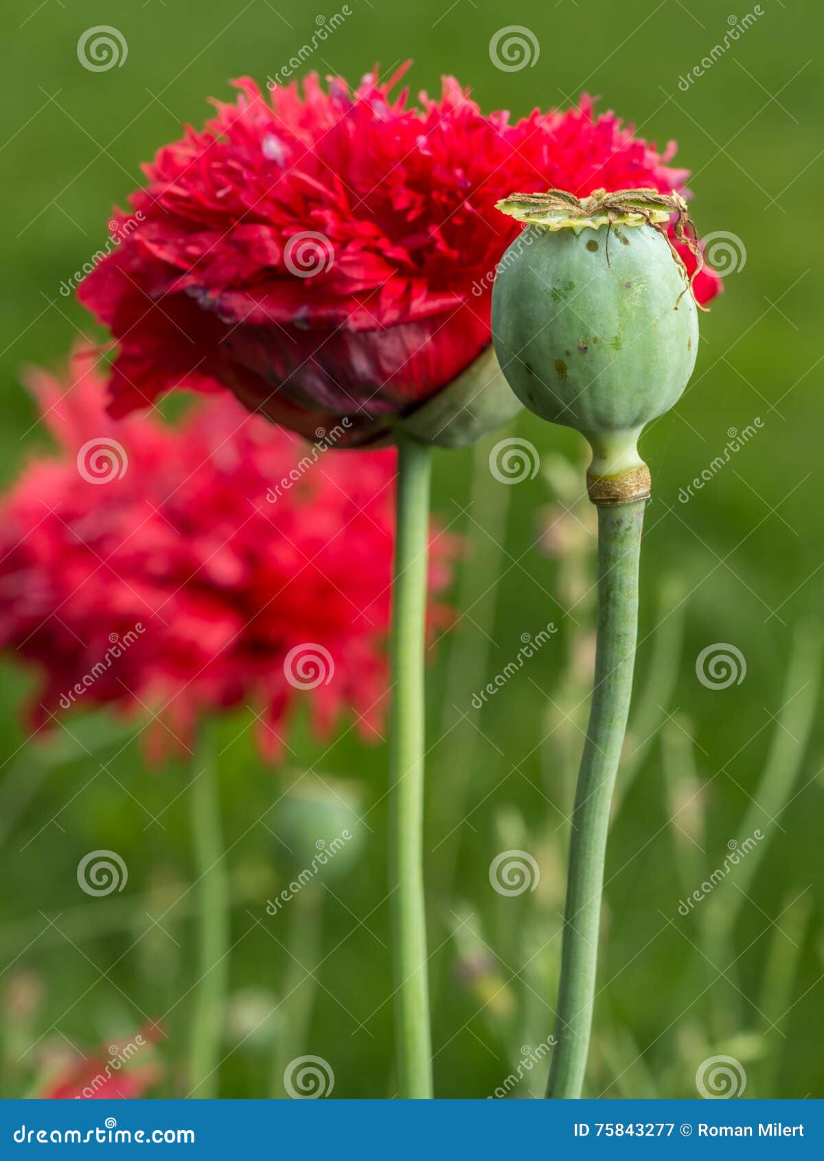 De amapola flor Árbol de