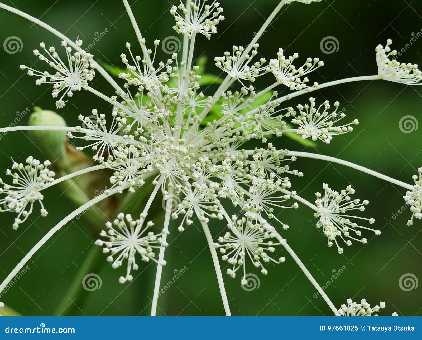 Flor de la angélica imagen de archivo. Imagen de verano - 97661825