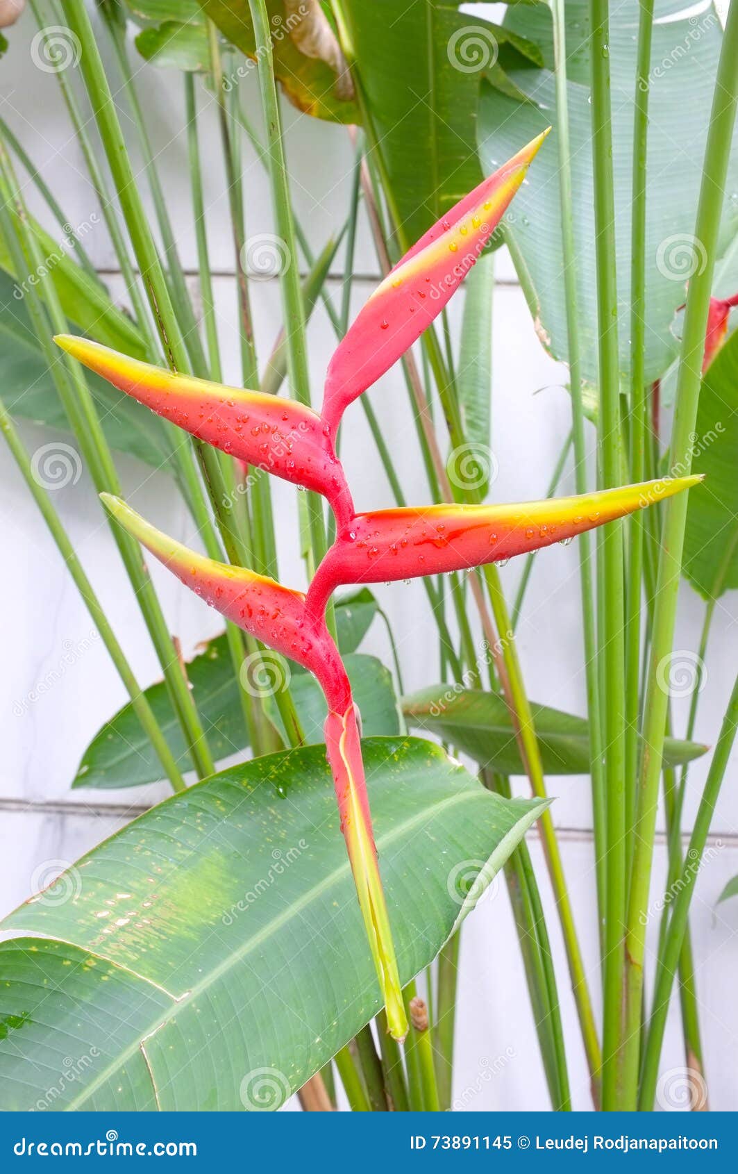 Flor De La Ave Del Paraíso, Planta Del Strelitzia Imagen de archivo -  Imagen de palma, rosa: 73891145