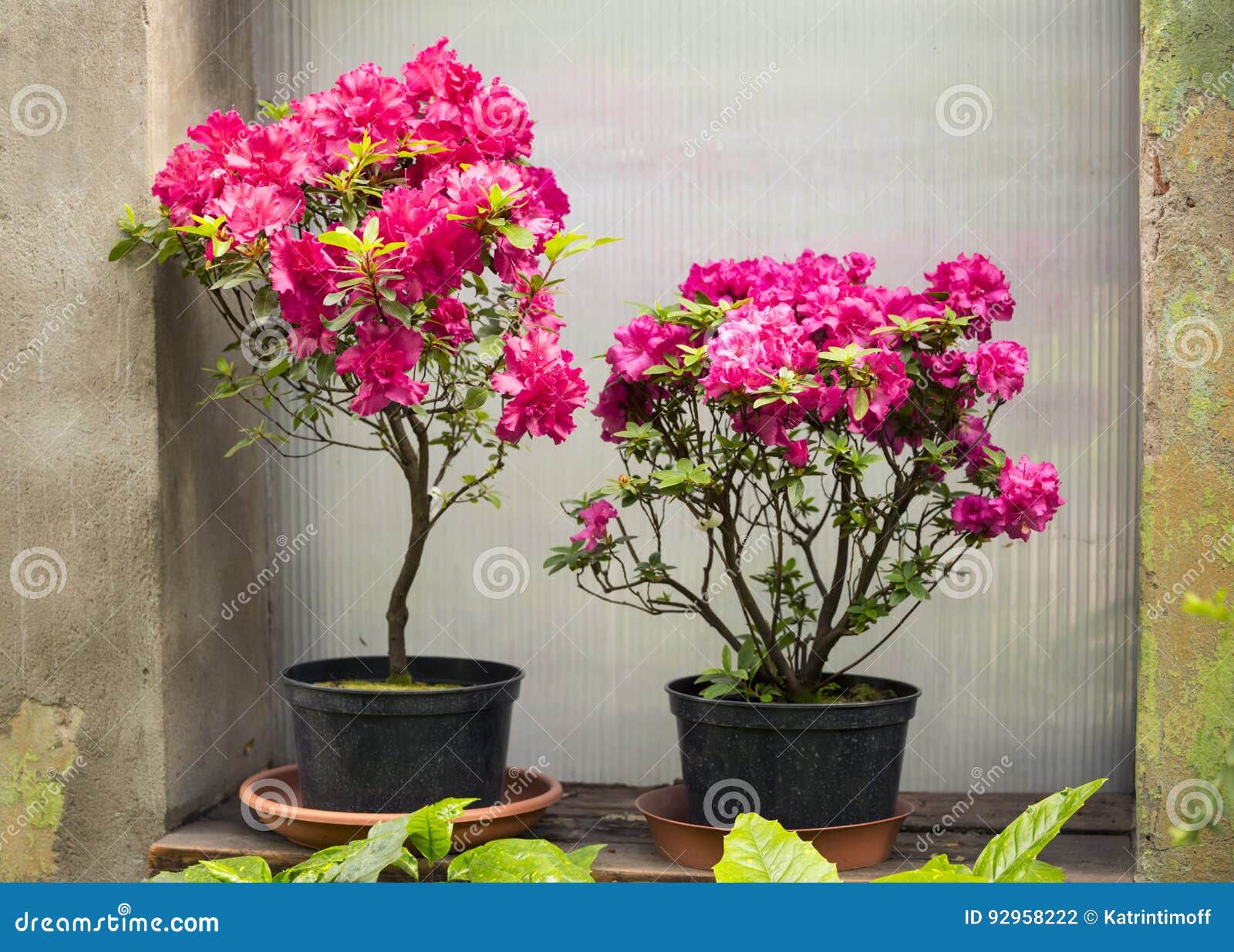 Flor De La Azalea En Los Potes Foto de archivo - Imagen de hoja, rosa:  92958222