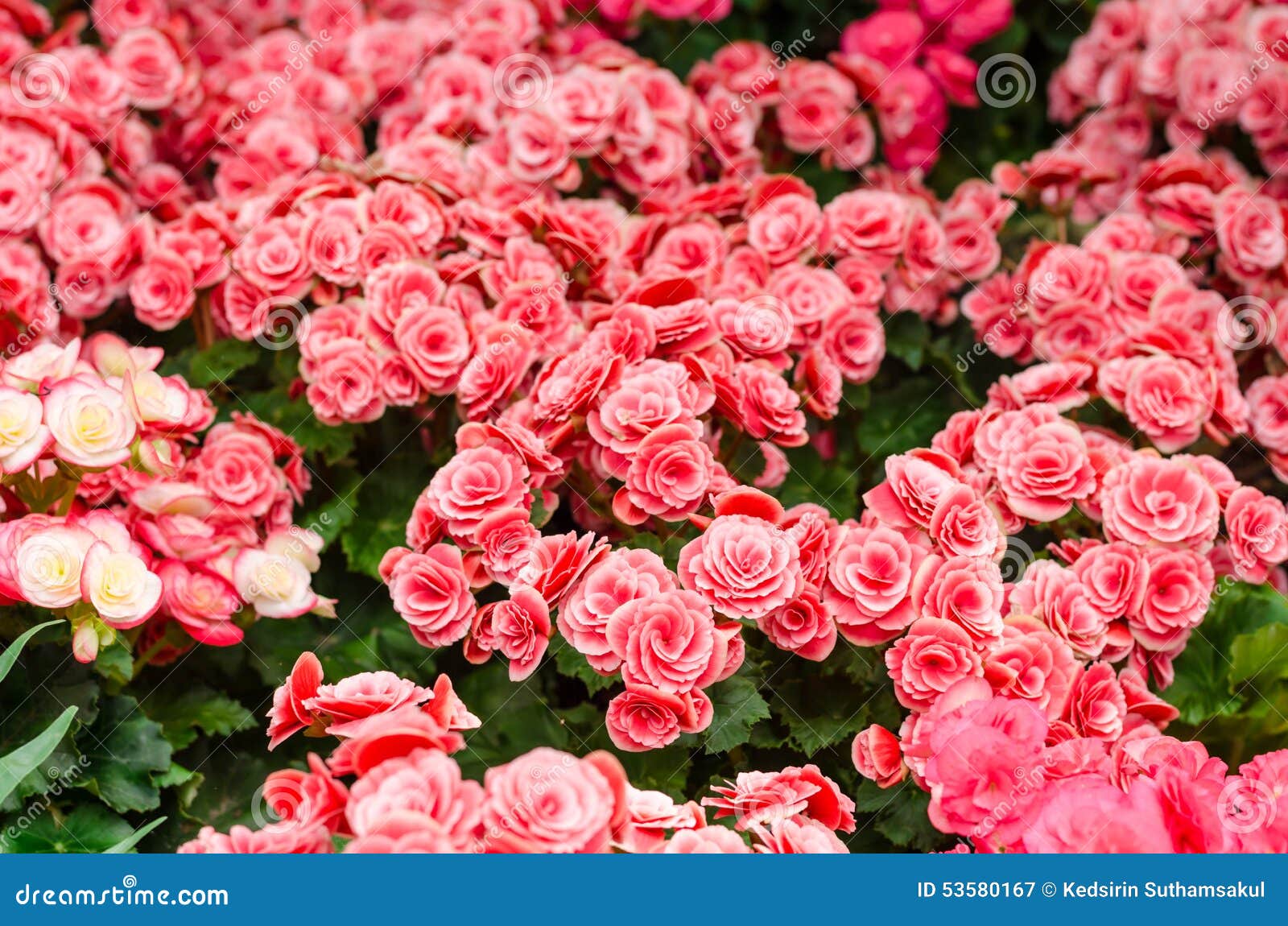 Flor De La Begonia En Jardín Imagen de archivo - Imagen de fondo, color:  53580167