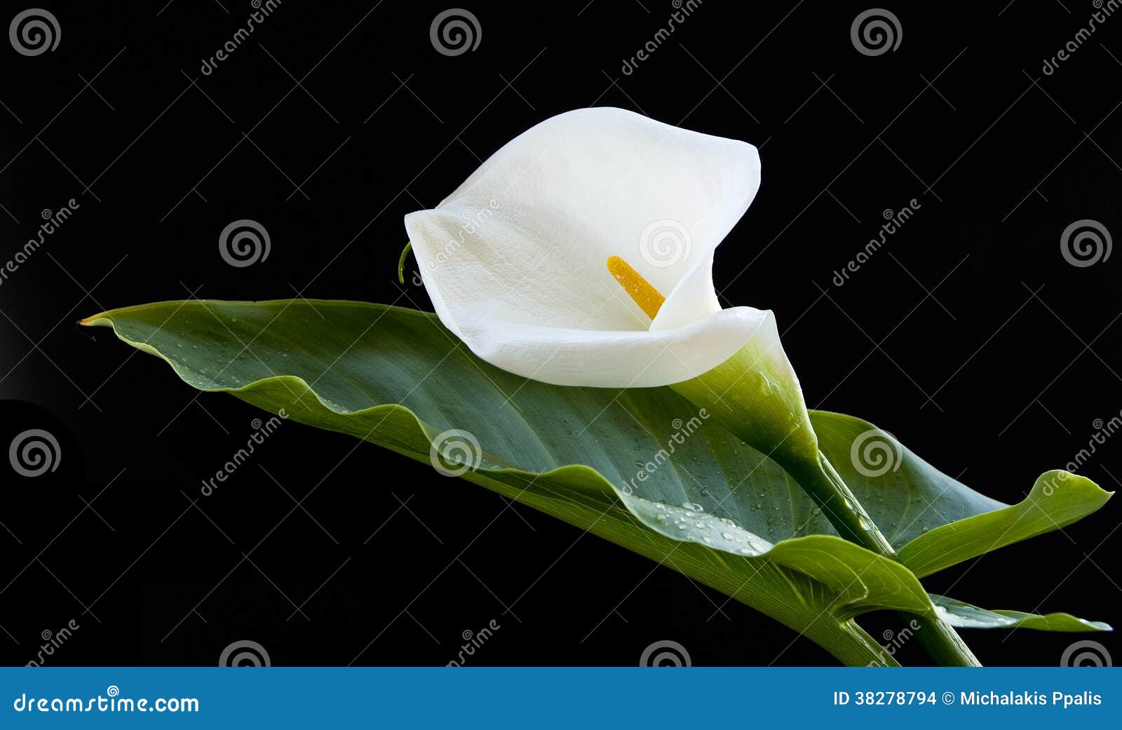 Lirio de Calla foto de archivo. Imagen de blanco, verde - 38278794, image size:1600x1041