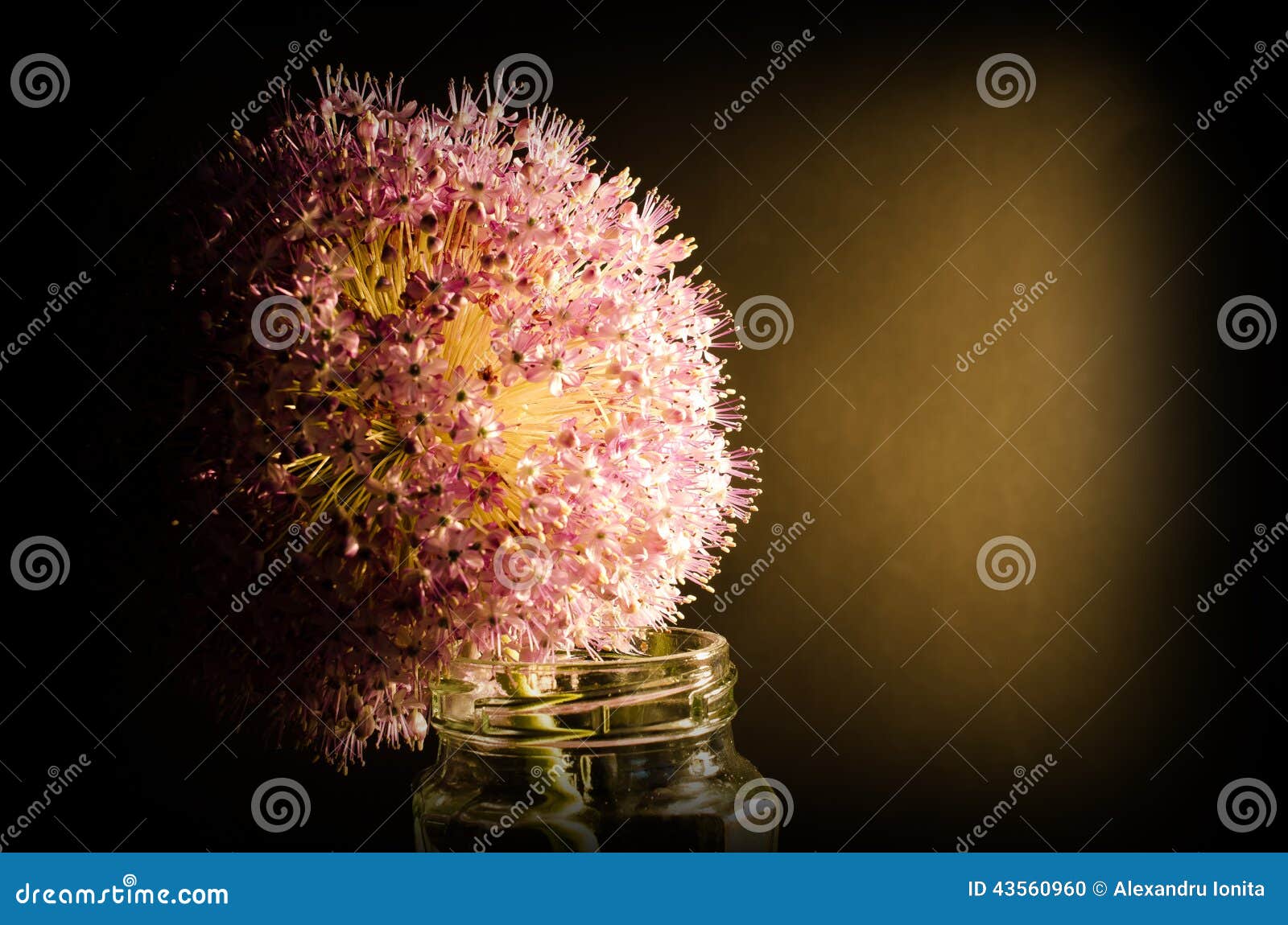 Flor de la cebolla en un vidrio. Una flor de la cebolla en glas Aún una foto simplemente hermosa de la vida