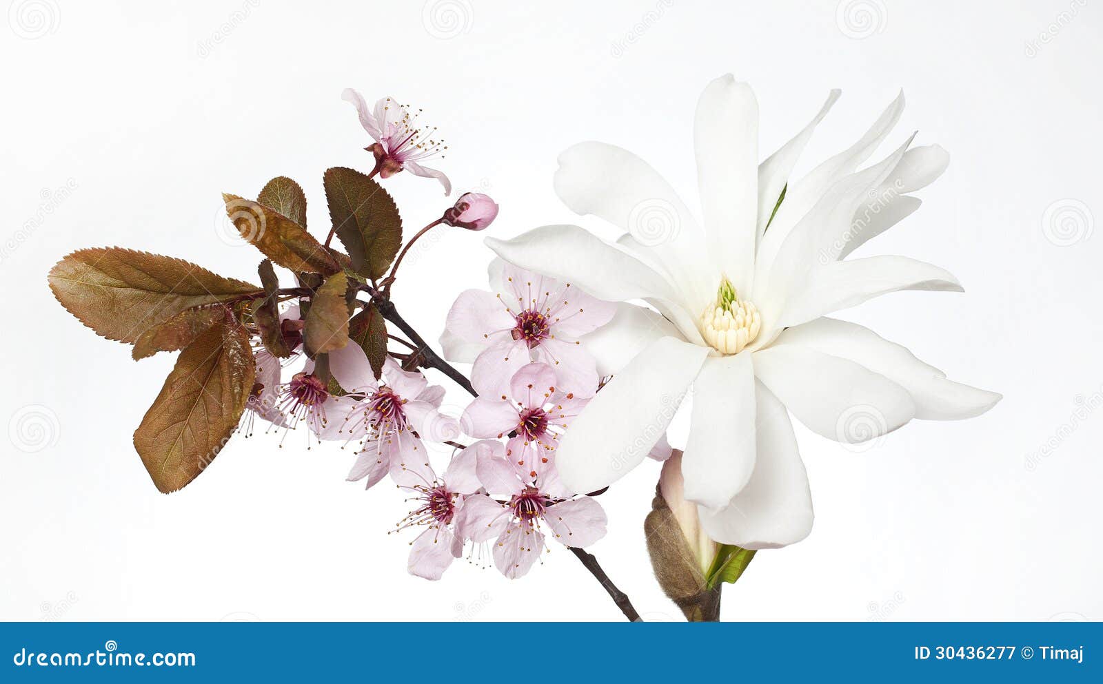 Flor De La Flor De Cerezo Y De La Magnolia Imagen de archivo - Imagen de  magnolia, flor: 30436277