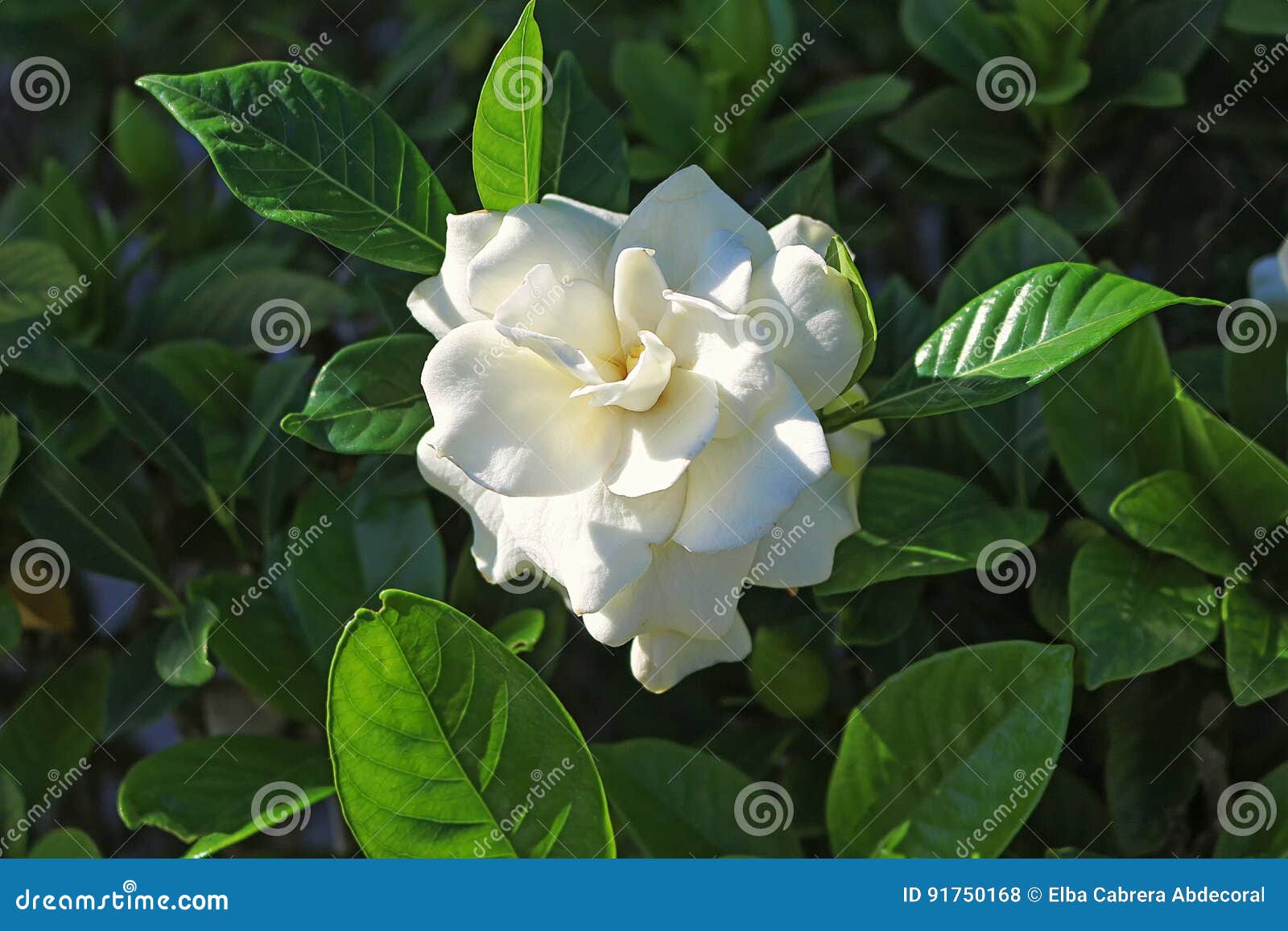 Flor de la gardenia foto de archivo. Imagen de brote - 91750168