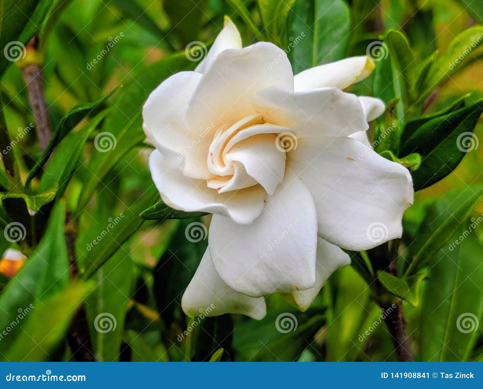 Flor de la gardenia imagen de archivo. Imagen de blanco - 141908841