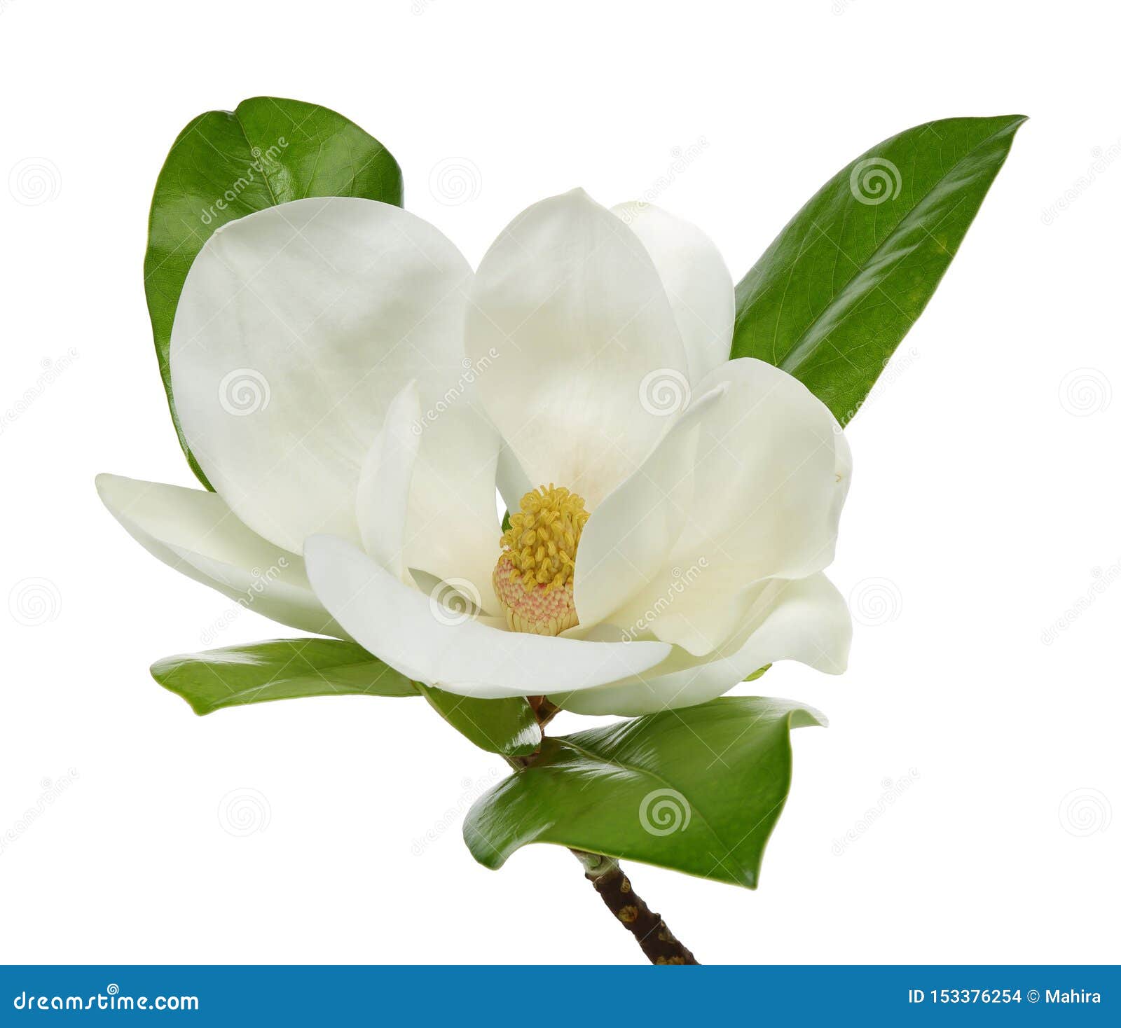 Flor De La Magnolia Con Las Hojas En Blanco Foto de archivo - Imagen de  recorte, verde: 153376254